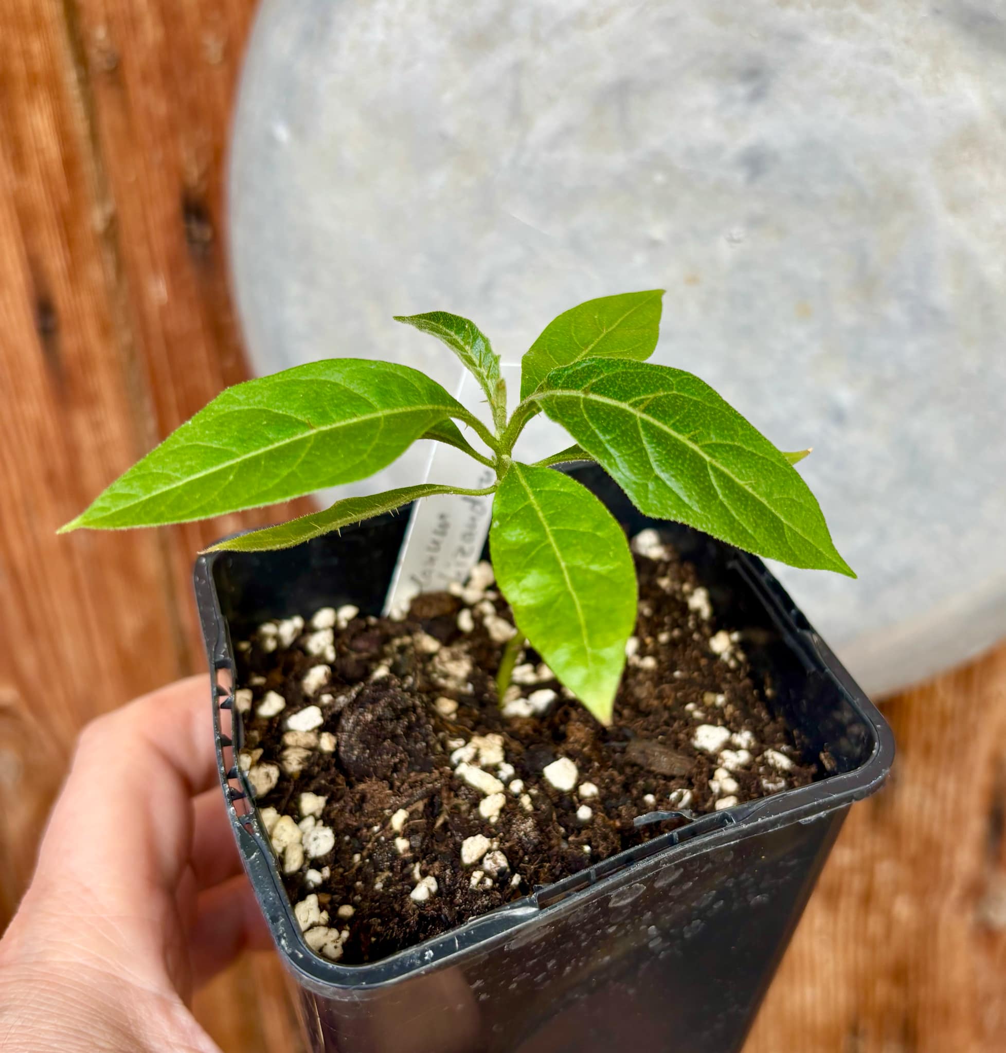 Solanum schizandrum - 1 small, potted seedling / 1 kleiner, getopfter Sämling