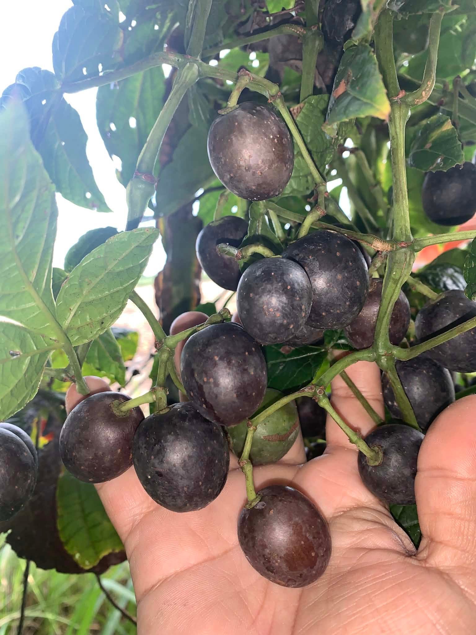 Pre Order - Uva do Mato de Mico-Dourado (Cissus stipulata) - 1 fresh seed / 1 frischer Samen