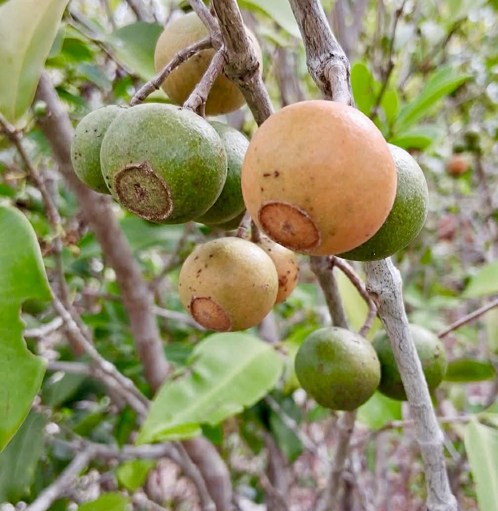 Manipuca (Mouriri cearensis) - 1 fresh seed / 1 frischer Samen