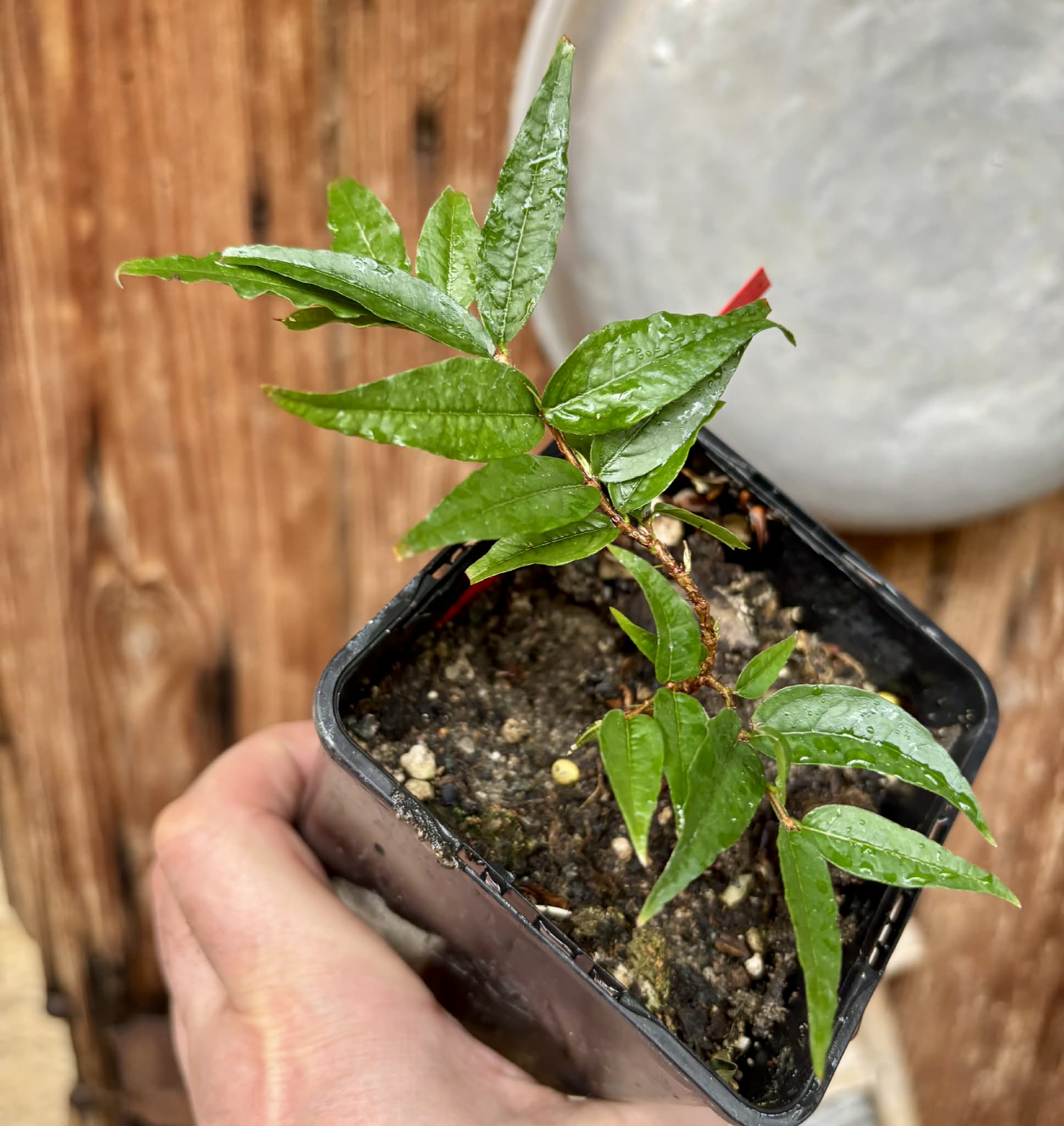 Plinia spiritosantensis var. Mucuri Velvet - 1 potted plant/ 1 getopfte Pflanze