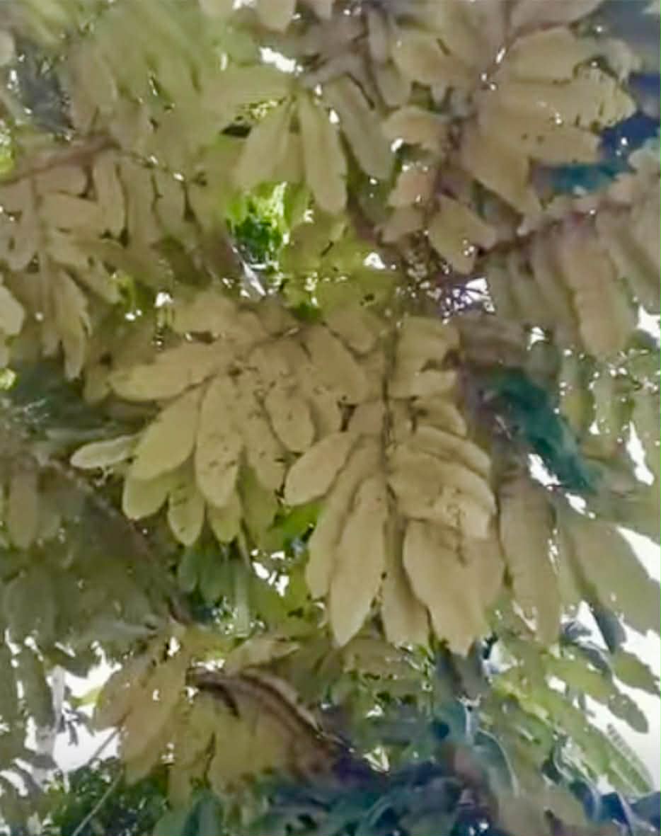 Pre Order - Aglaia sp. Papua - 1 fresh seed / 1 frischer Samen