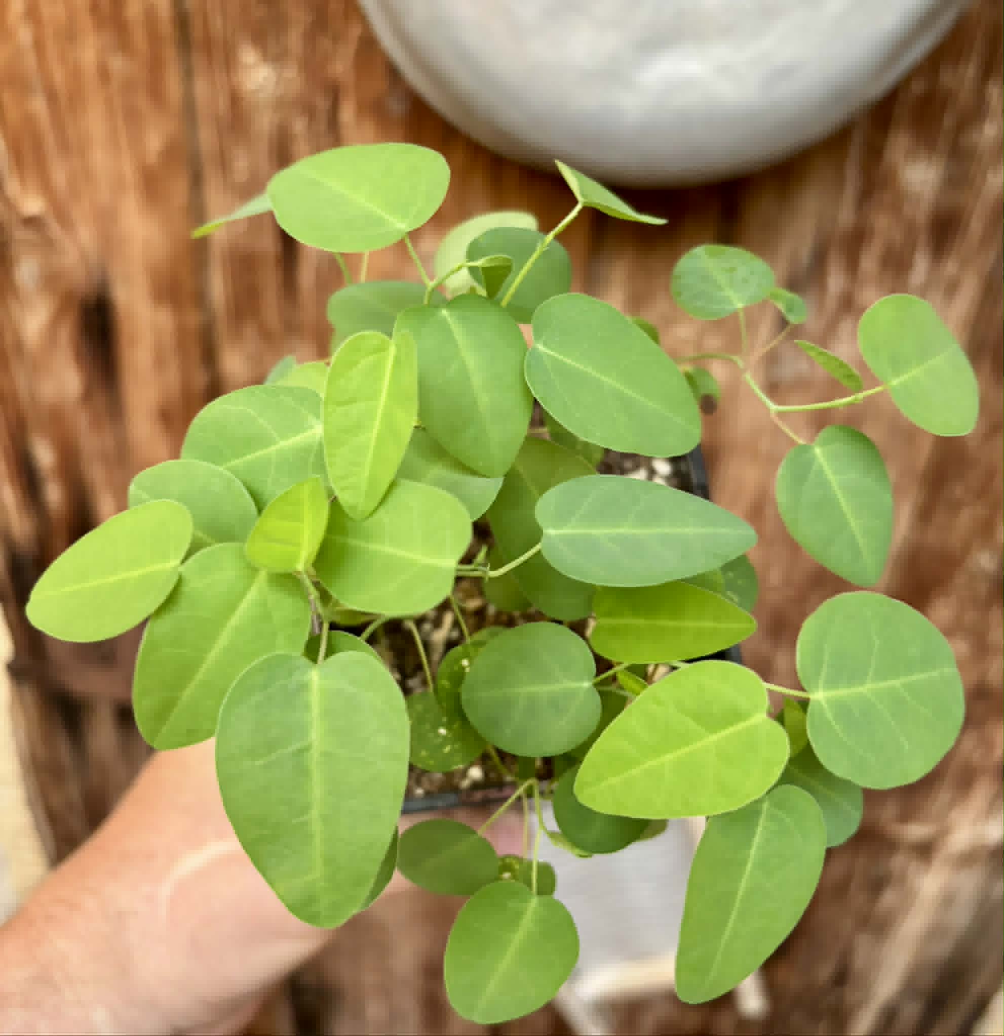 17 in 1 pot - Passiflora silvestris - 17 seedlings in one pot / 17 Sämlinge in einem Topf