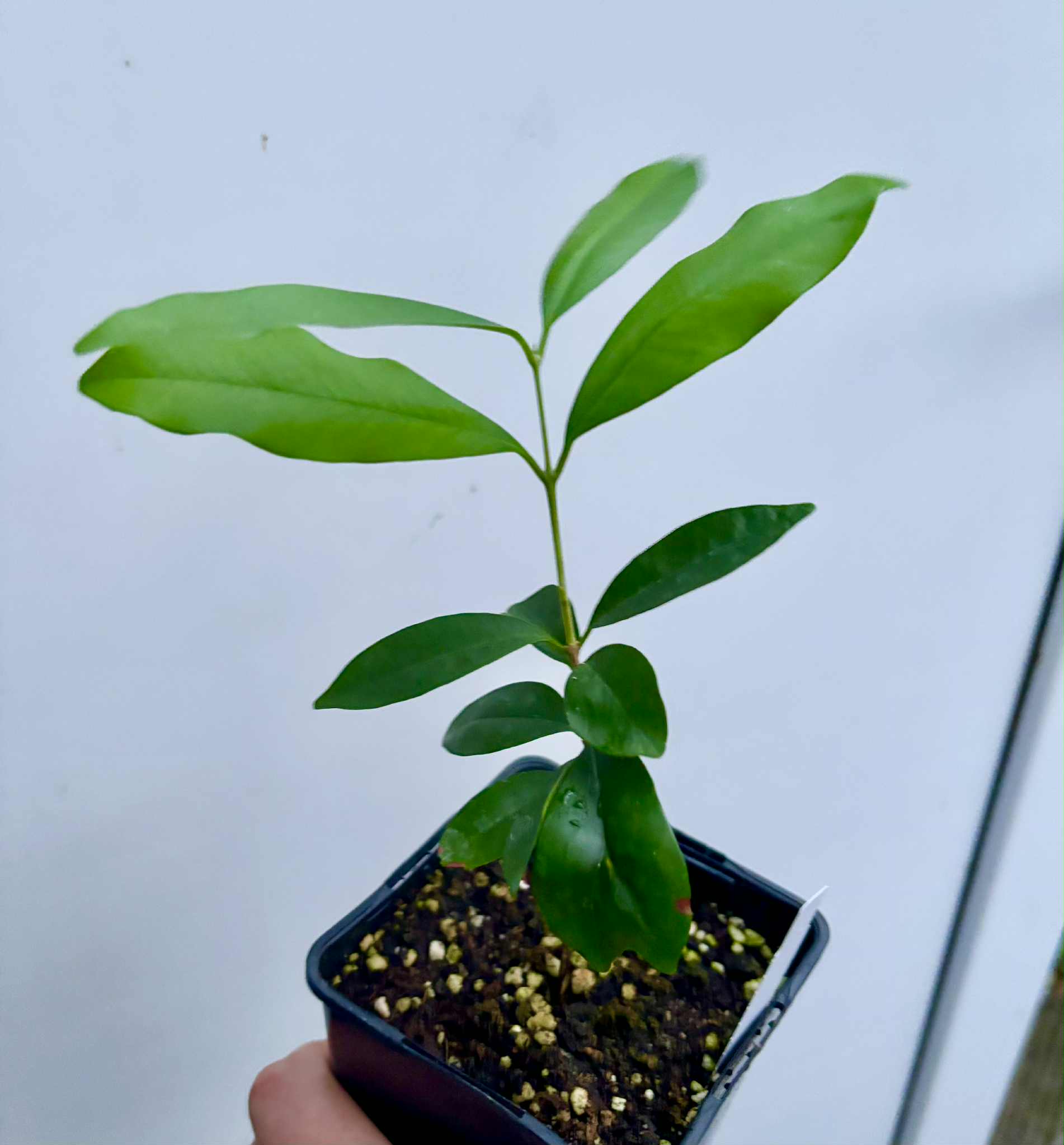 Eugenia cerasiflora - 1 potted plant - 1 getopfte Pflanze