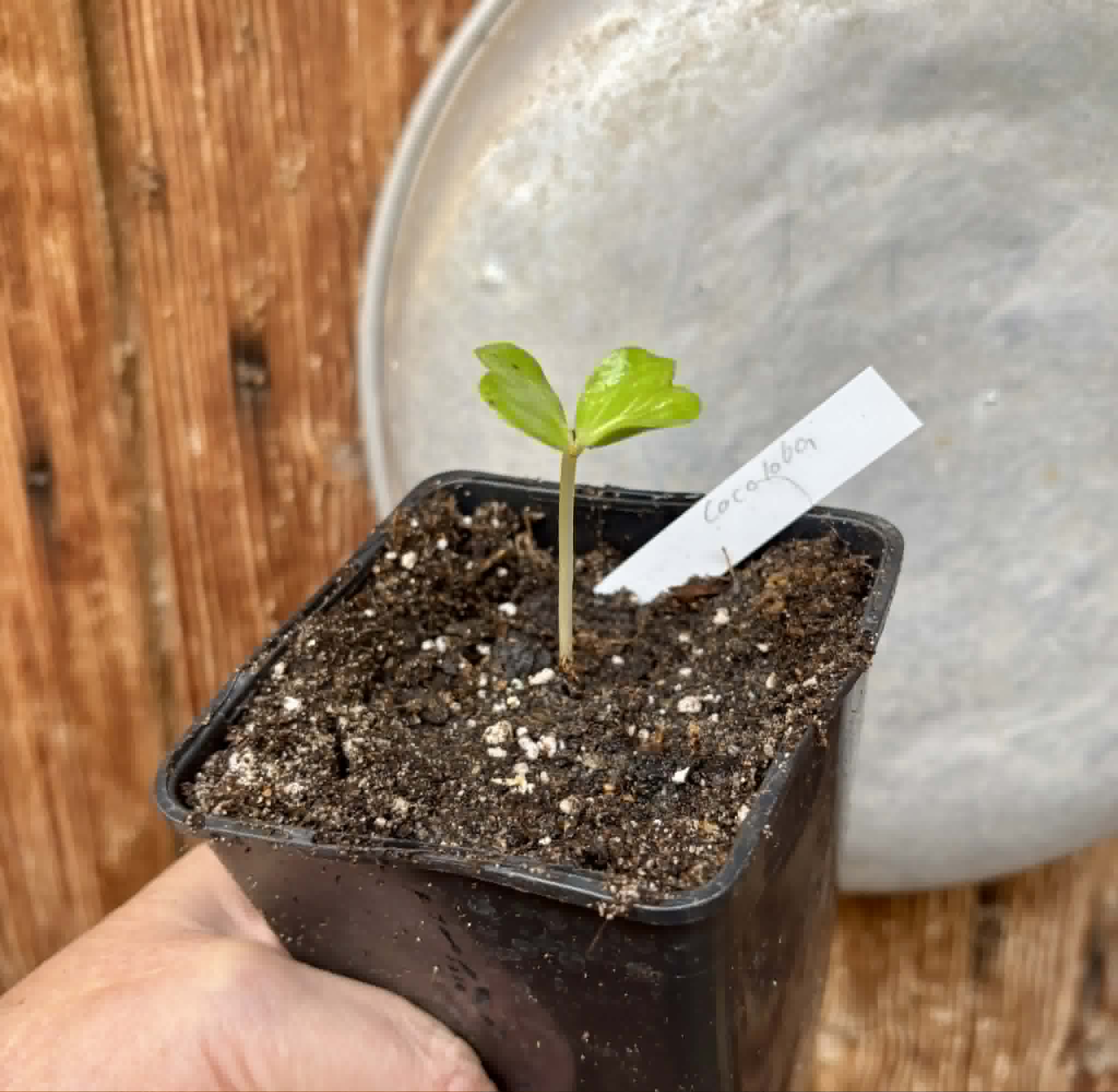 Sea Grape (Coccoloba uvifera)  -  1 potted seedling / 1 getopfter Sämling