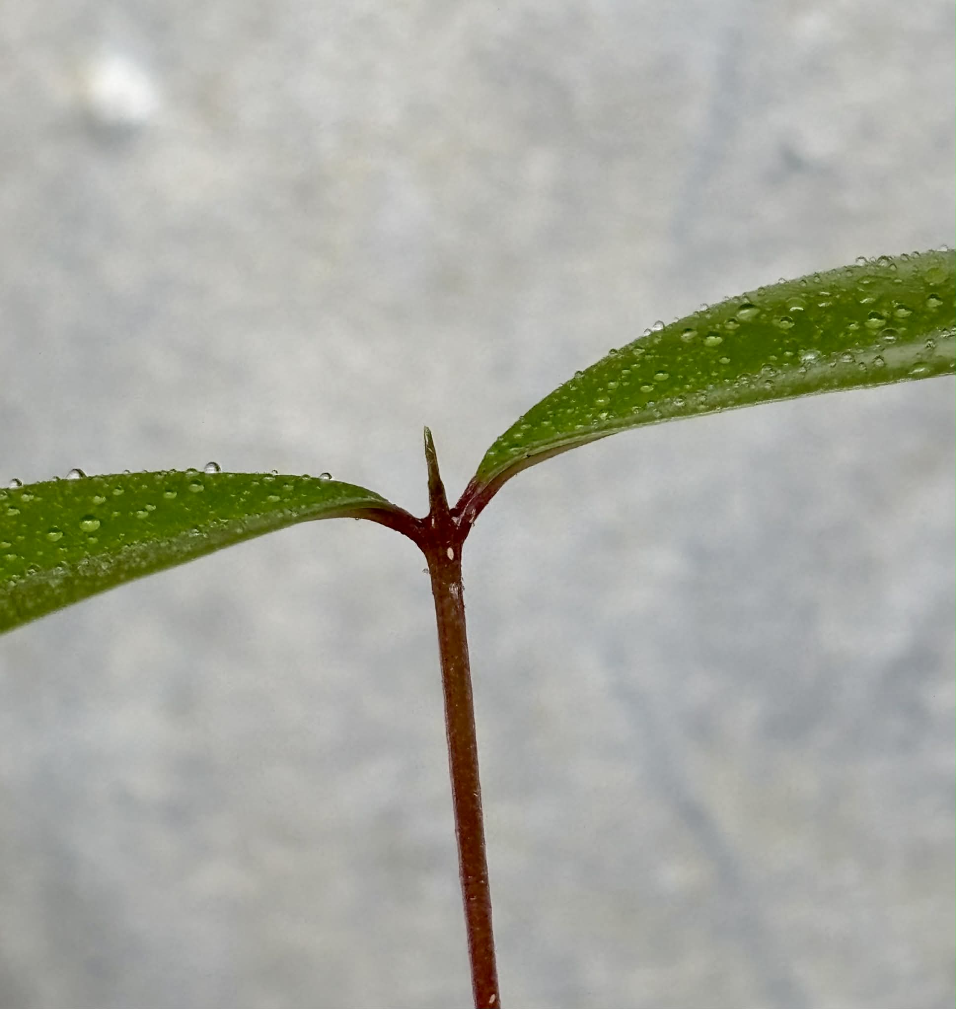 Syzygium grande - 1 potted seedling / 1 getopfter Sämling