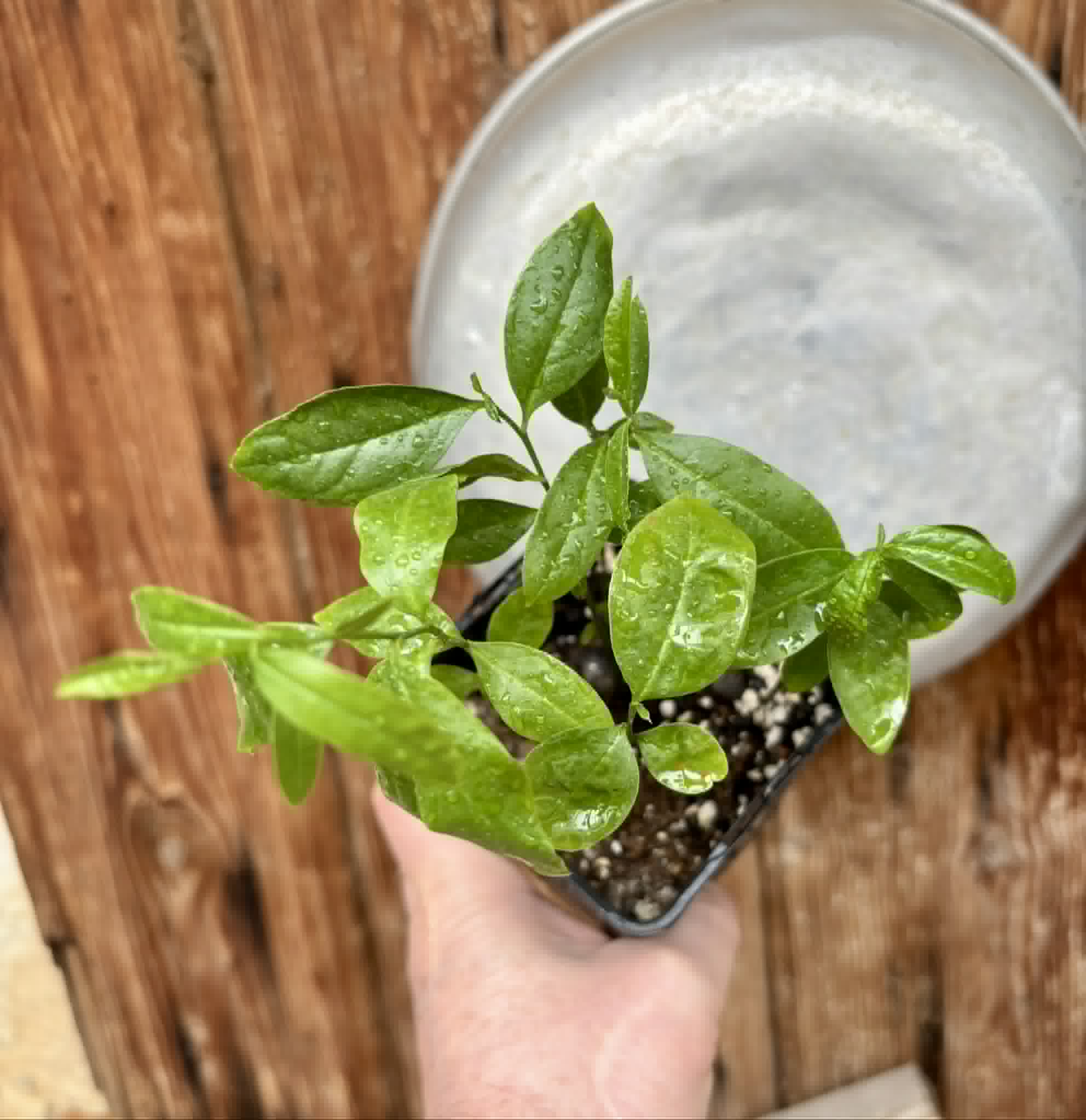 5 in 1 pot - Ximenia americana - Ameixa da Caatinga - 5 seedlings in one pot / 5 Sämlinge in einem Topf