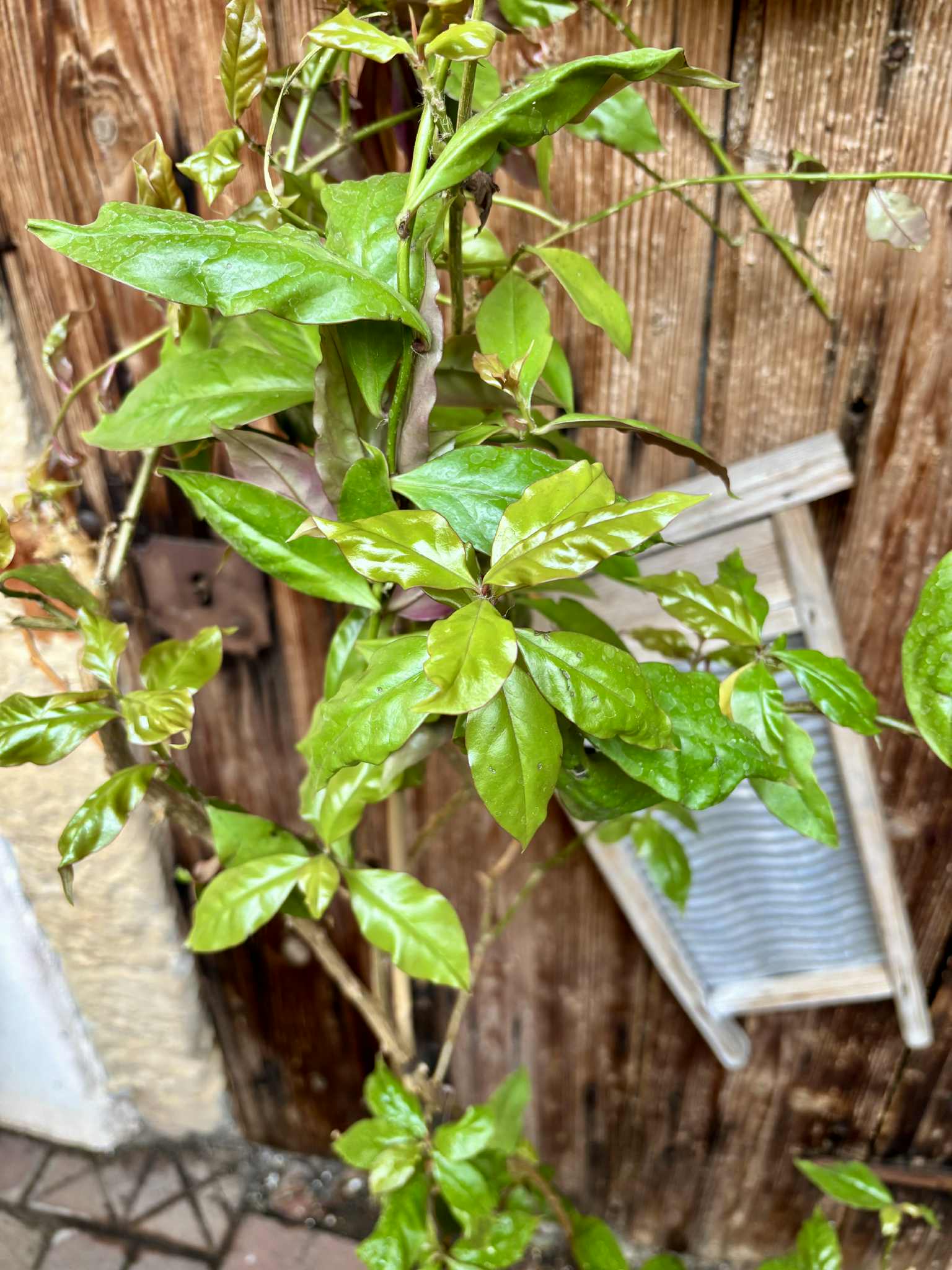 Barbados Gooseberry - Pereskia aculeata- 1 potted plant / 1 getopfte Pflanze