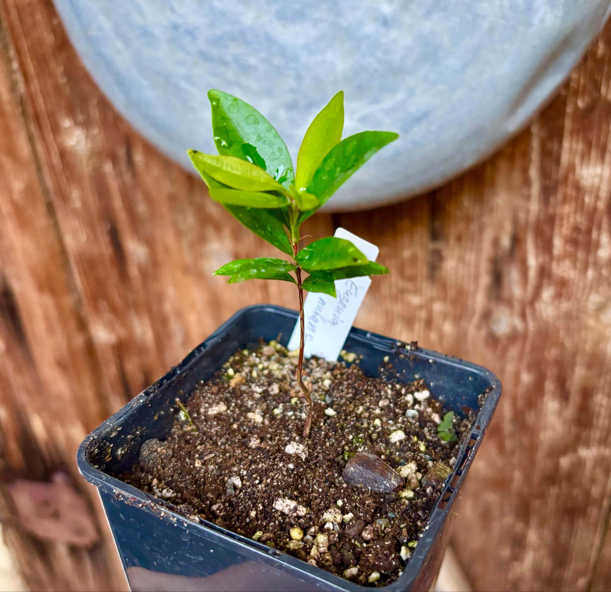 Eugenia nutans - 1 small potted seedling / 1 kleiner, getopfter Sämling