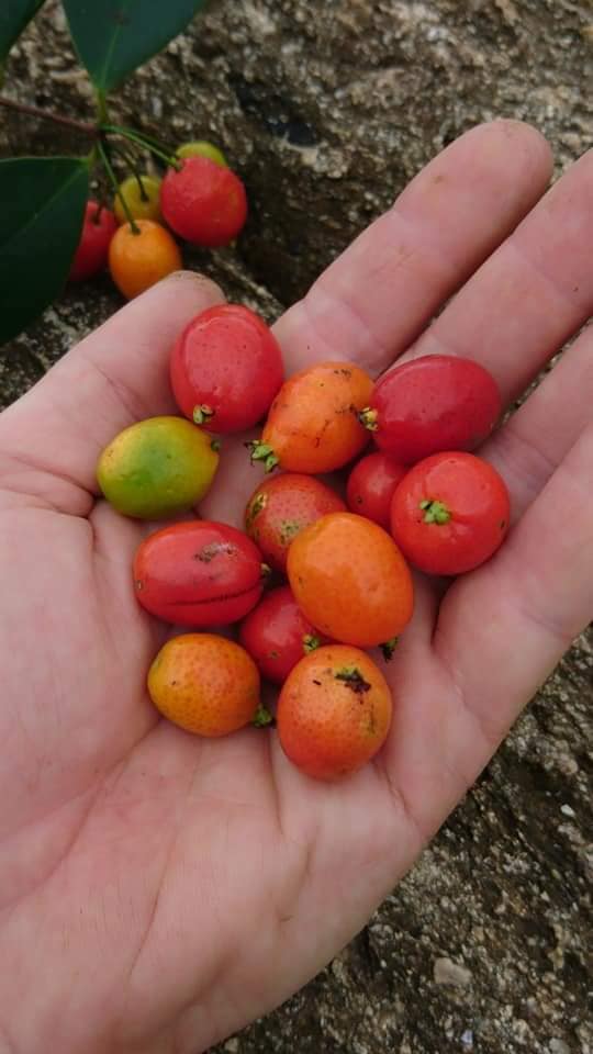 Pre Order - Eugenia stigmatosa -  1 fresh seed / 1 frischer Samen