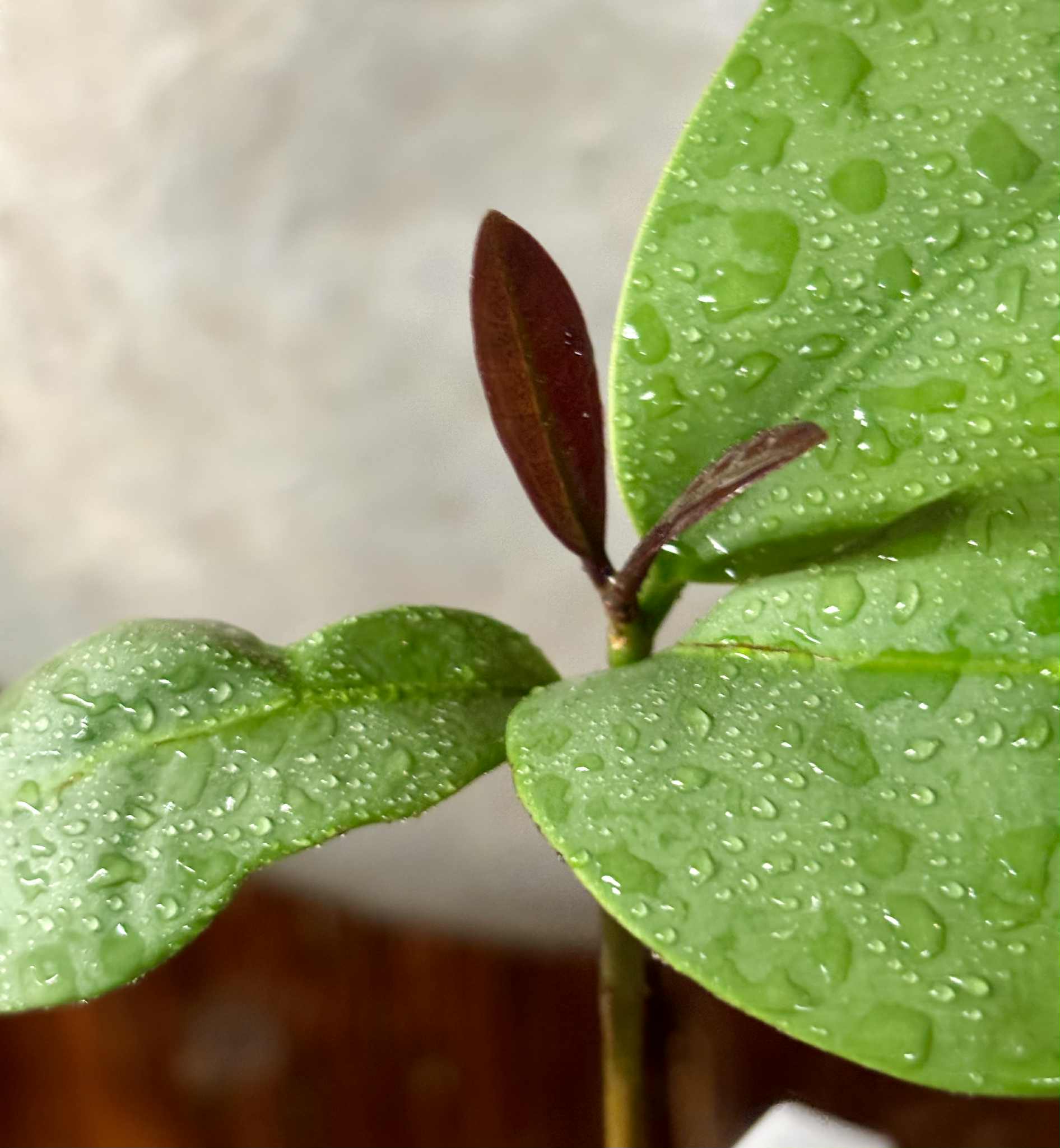 Eugenia itapemirimensis - 1 potted plant / 1 getopfte Pflanze
