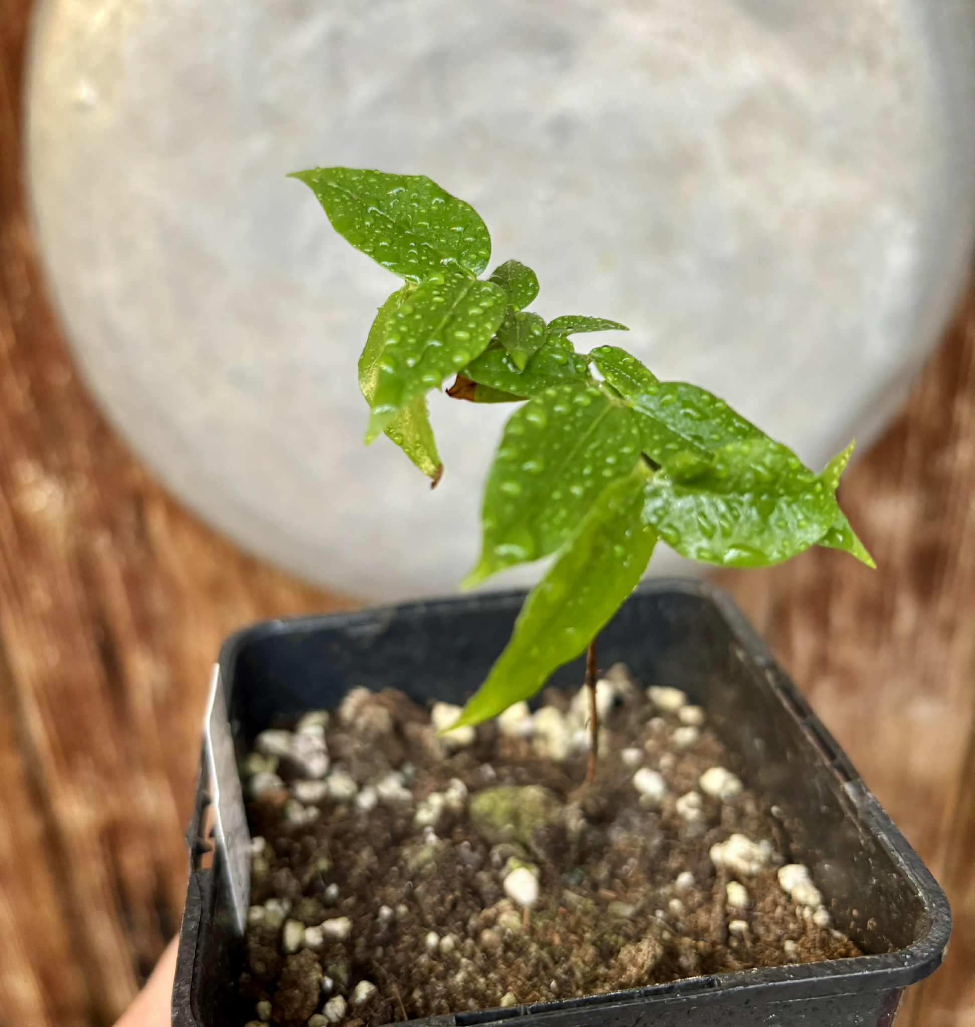 Myrciaria sp Jaboticaba - 1 potted seedling / 1 getopfter Sämling