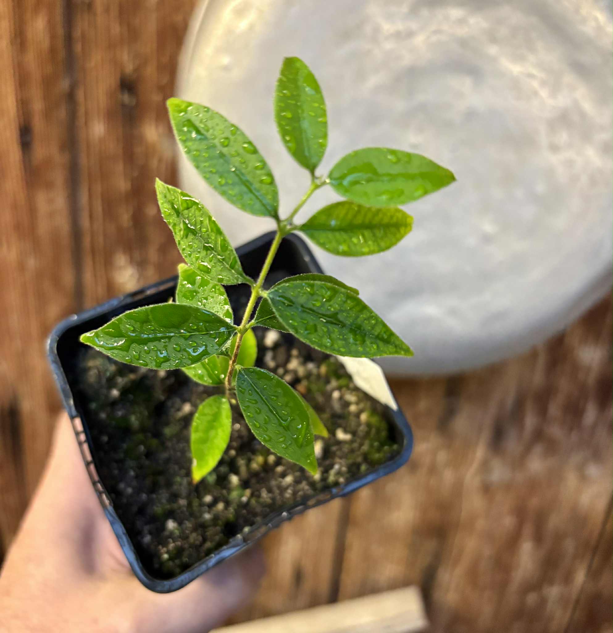 Eugenia sp Guajuba suave -  1 potted seedling / 1 getopfter Sämling