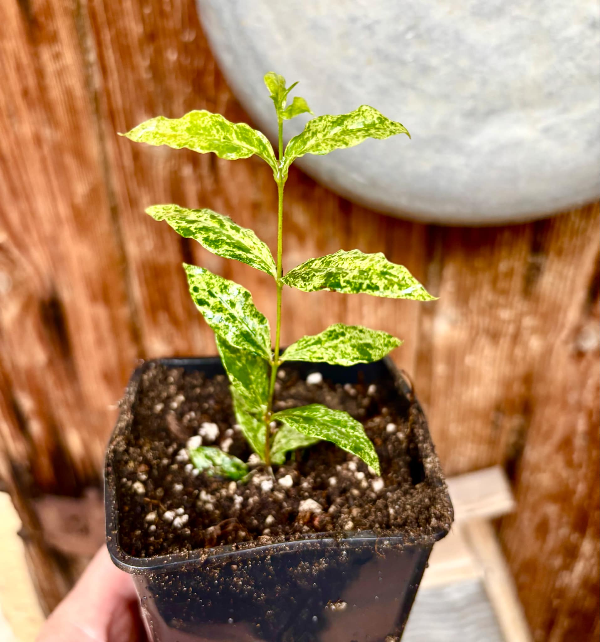 variegated Acerola (Malpighia glabra) rooted cutting - 1 potted rooted cutting / 1 getopfter, bewurzelter Steckling