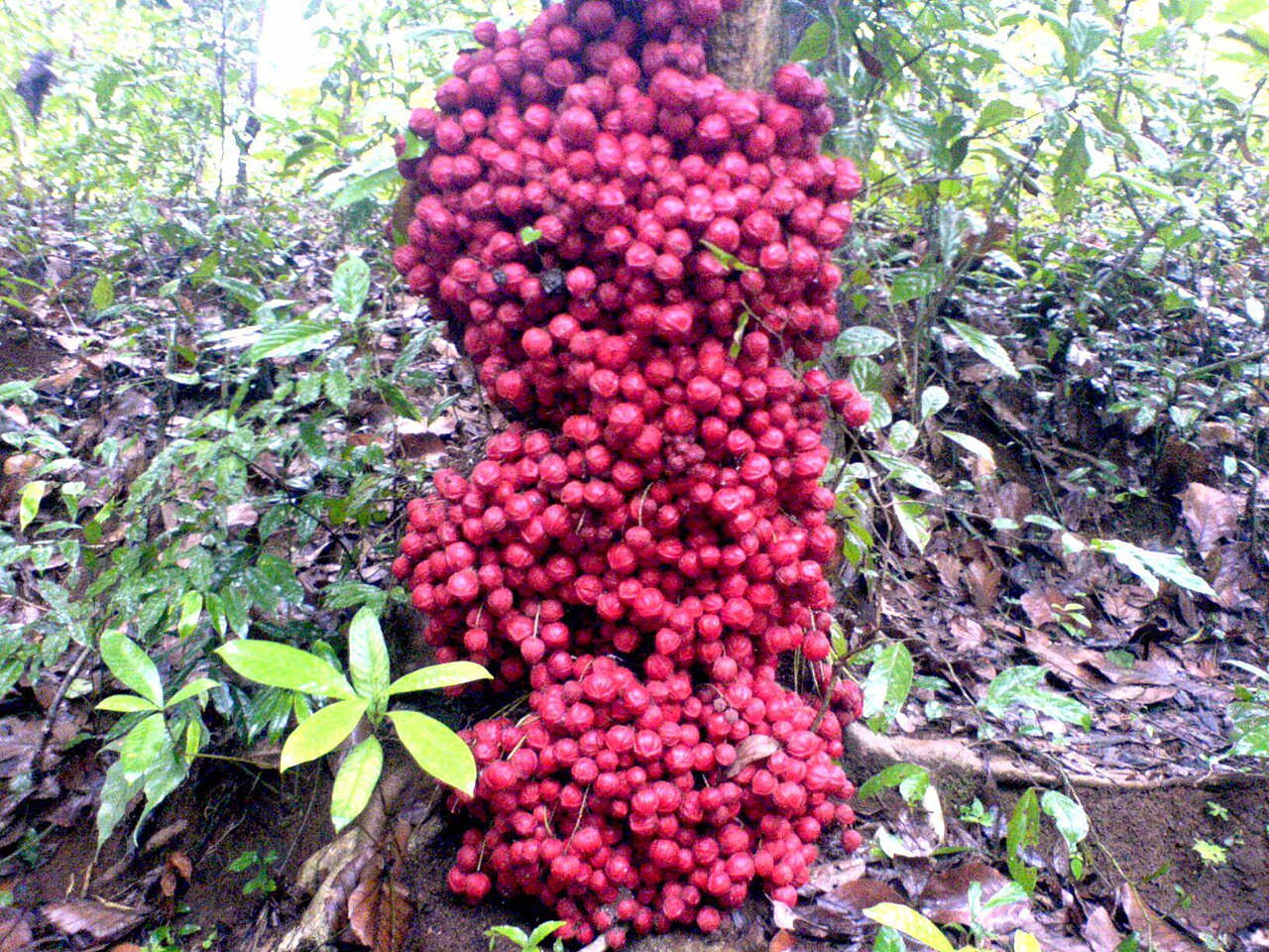 Pre Order - Mooti (Baccaurea courtallensis) - 1 fresh seed / 1 frischer Samen