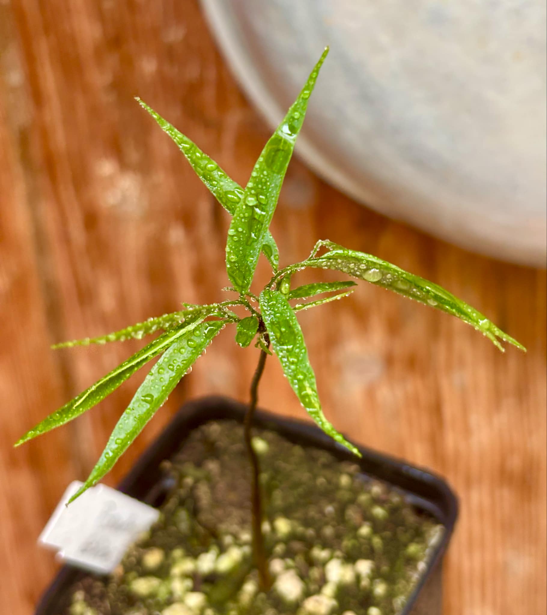 Pseudoxandra bahiensis - 1 small potted plant / 1 kleine getopfte Pflanze
