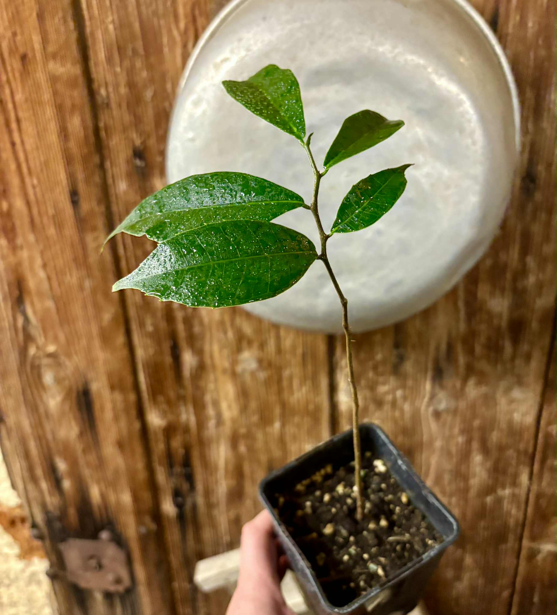 Brosimum alicastrum - Maya nut / Maya Nuss - 1 potted plant / 1 getopfte Pflanze