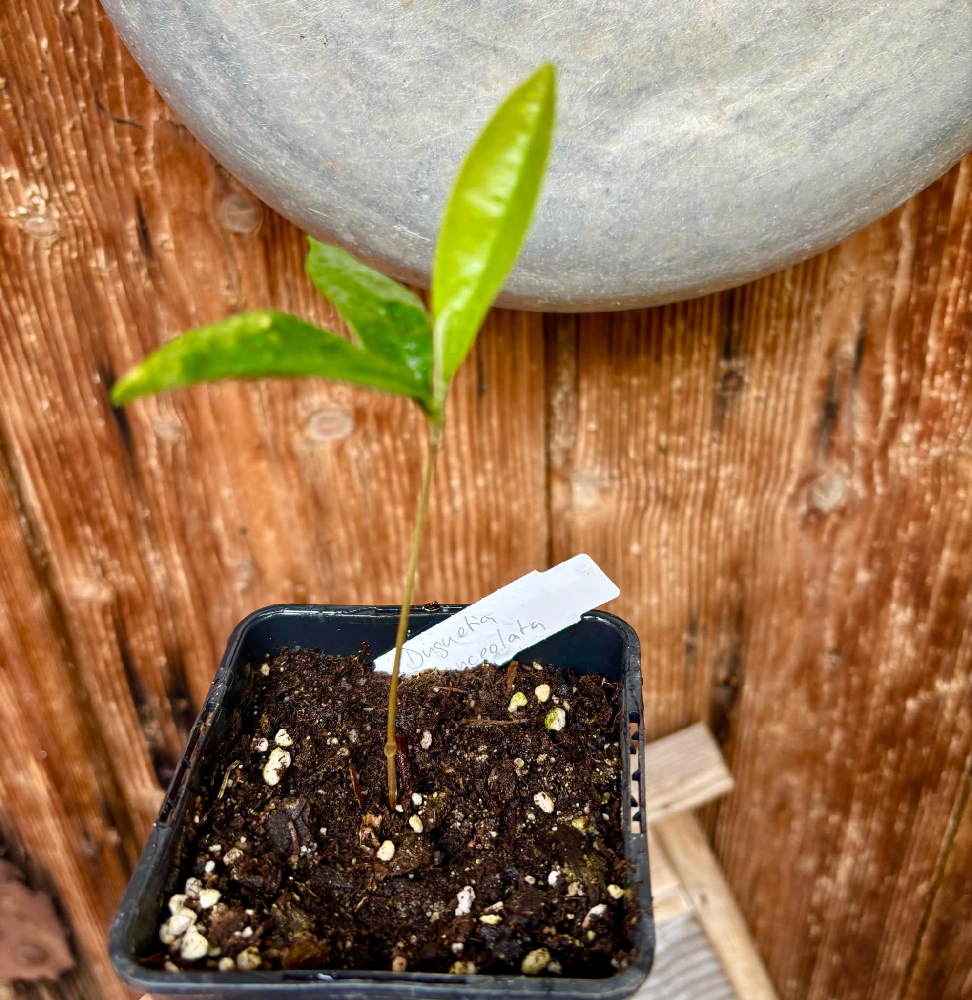 Duguetia lanceolata - Pindaiba - 1 small potted seedling / 1 kleiner, getopfter Sämling Duguetia lanceolata - Pindaiba - 1 small potted seedling / 1 kleiner, getopfter Sämling