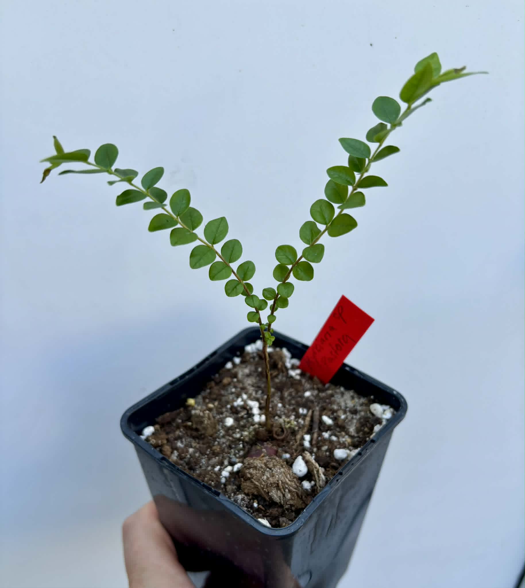 Myrciaria sp Pastora - 1 potted plant / 1 getopfte Pflanze