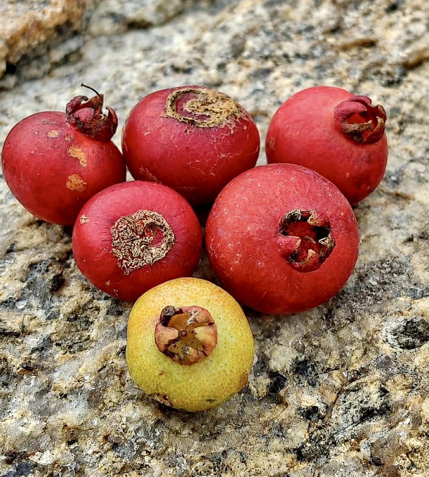 Campomanesia eugenioides var Escarlate -  1 fresh seed / 1 frischer Samen