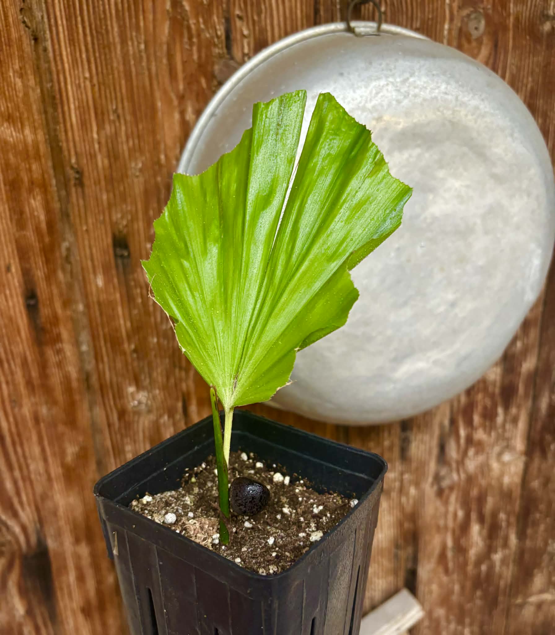 Wallichia disticha -  1 potted seedling / 1 getopfter Sämling