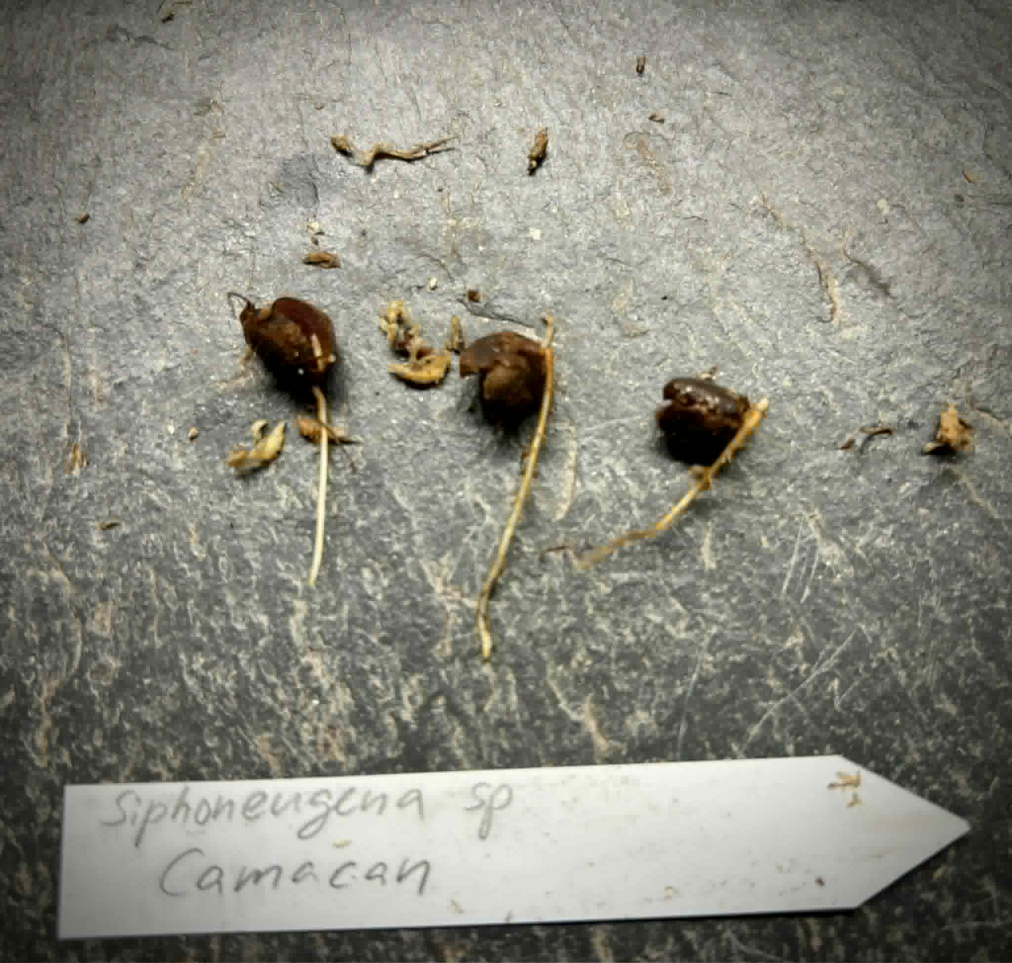 Siphoneugena sp Camacan - 1 germinated seed / 1 gekeimter Samen