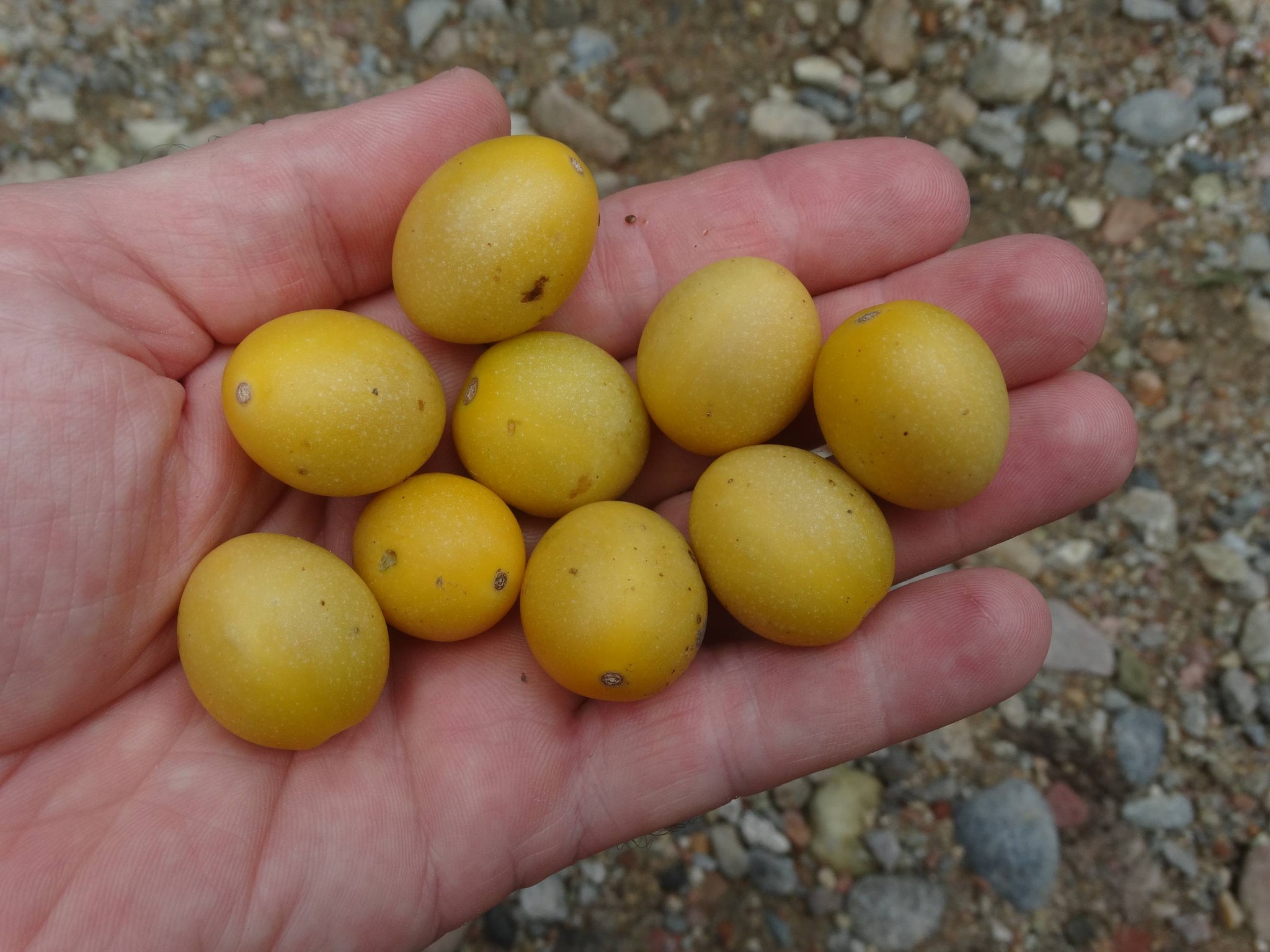 Solanum pelagicum - 1 fresh seed / 1 frischer Samen