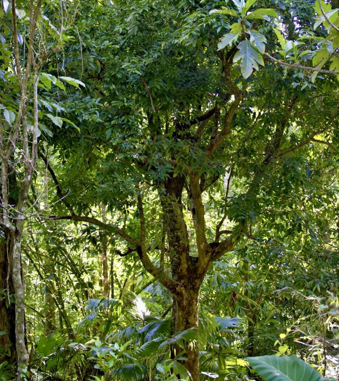 Hagis (Syzygium tripinnatum) - 1 germinated seed / 1 gekeimter Samen