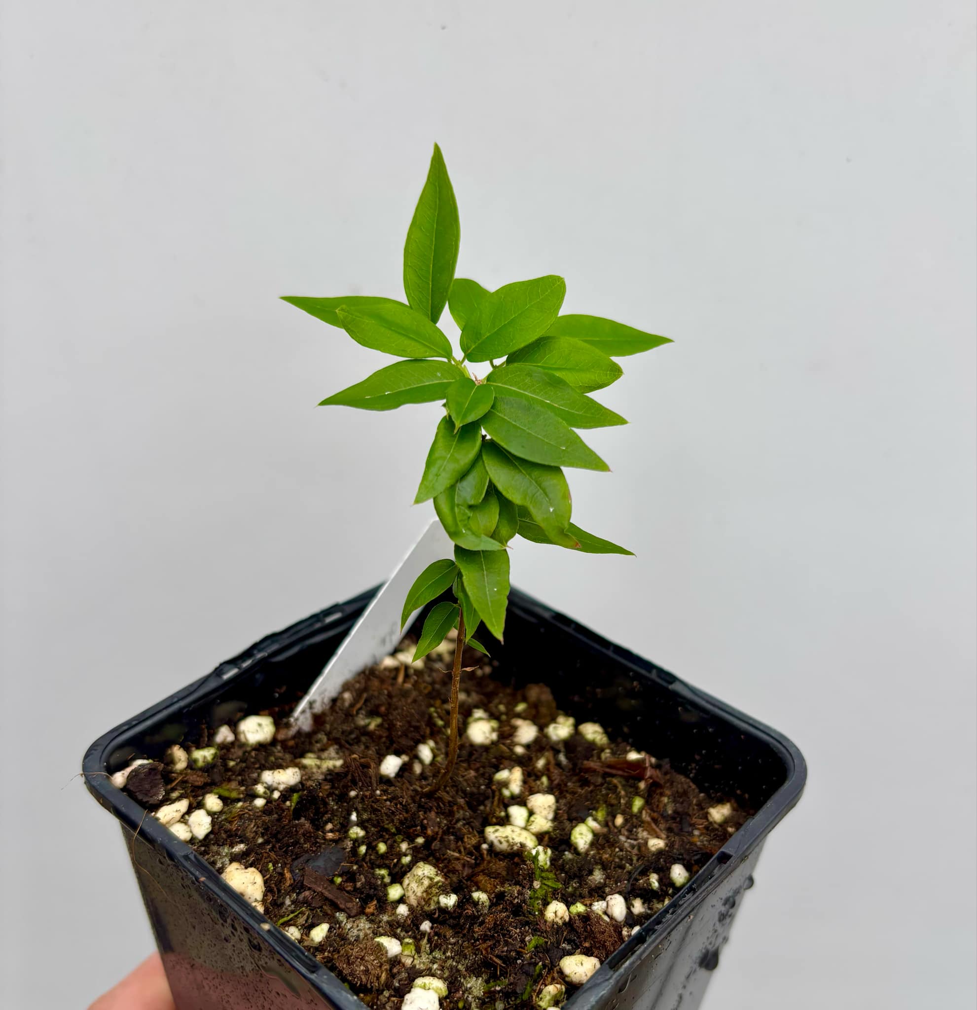 Jaboticaba - Plinia sp Pingo de Mel (Vilela A3) -  1 potted seedling / 1  getopfter Sämling