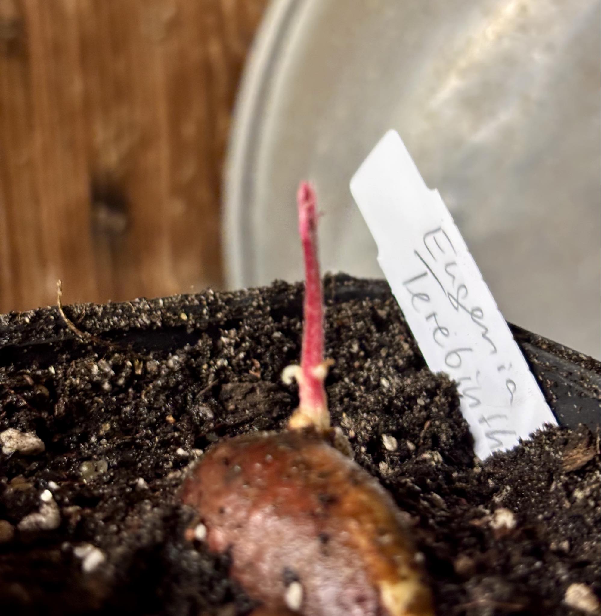 Eugenia sp Terebinthina - 1 potted seedling / 1 getopfter Sämling