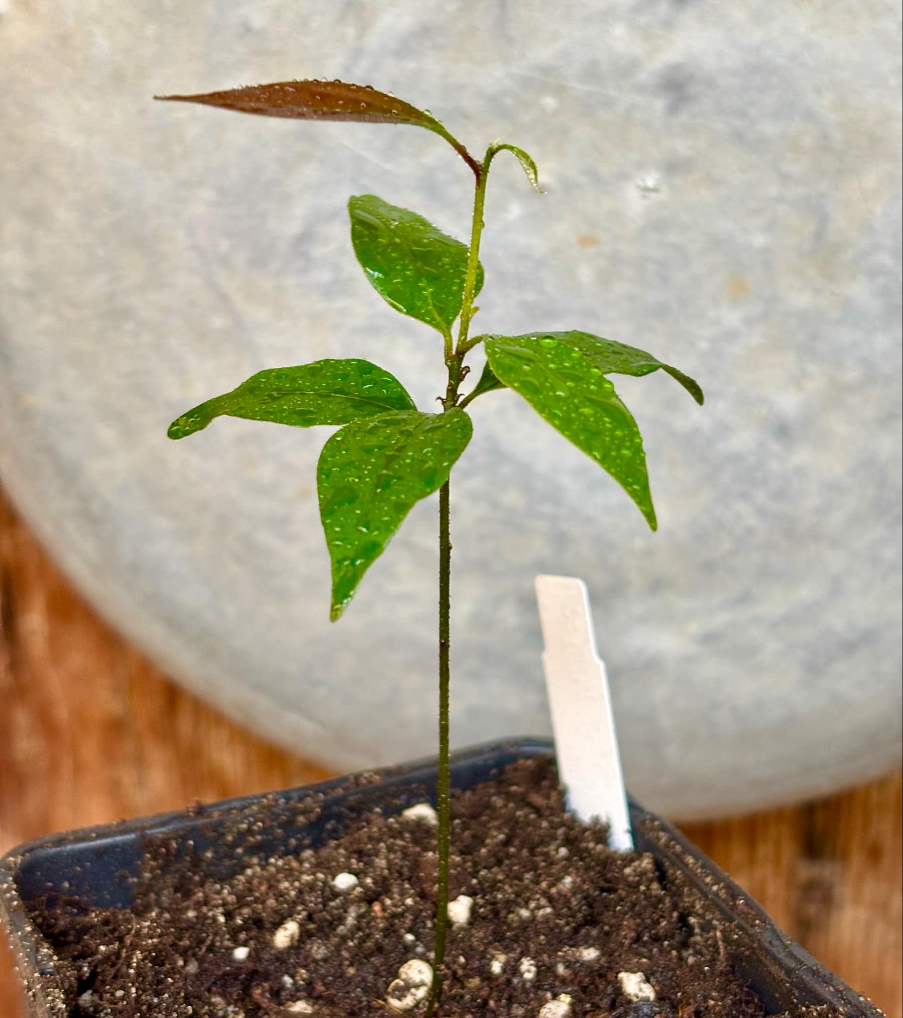 ZIMT - True Cinnamon (Cinnamomum verum) -  1 potted plant / 1 getopfte Pflanze 