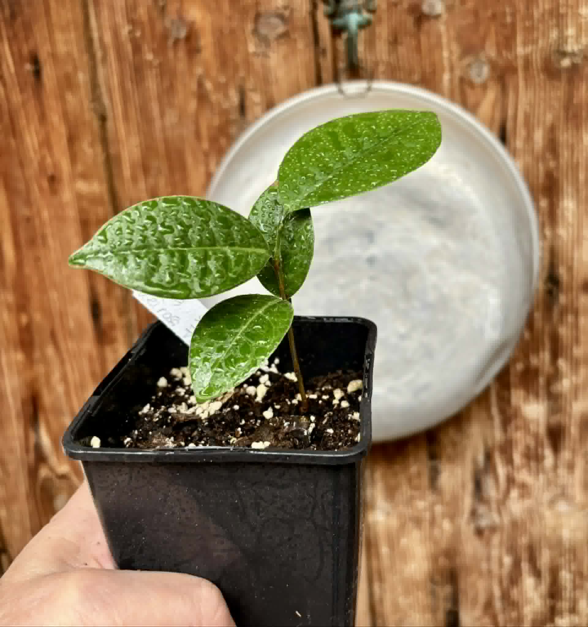Eugenia sp Cheirosa Fruto Passado - 1 potted seedling / 1 getopfter Sämling