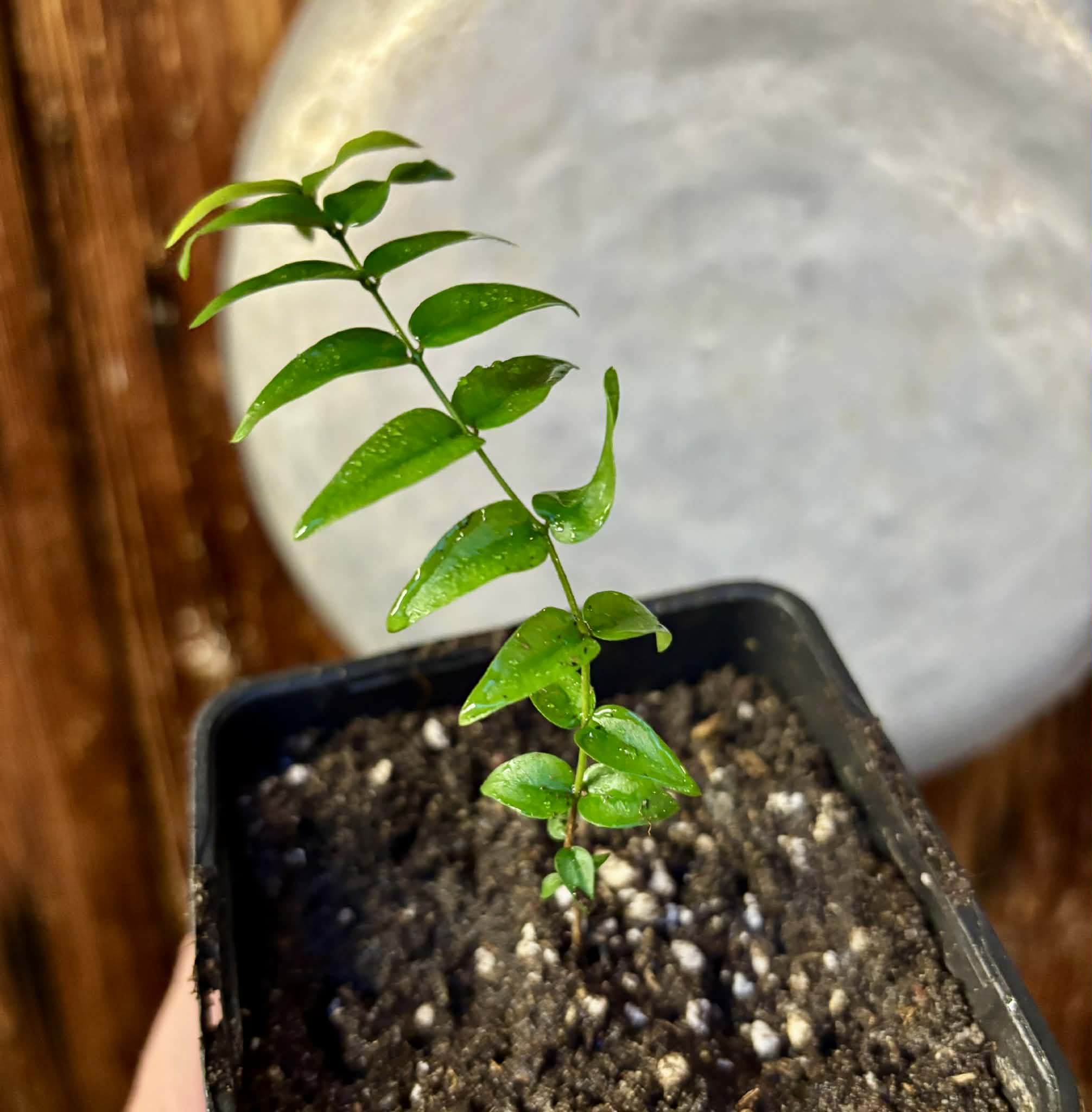 Myrciaria sp Joinville - 1 potted plant / 1 getopfte Pflanze