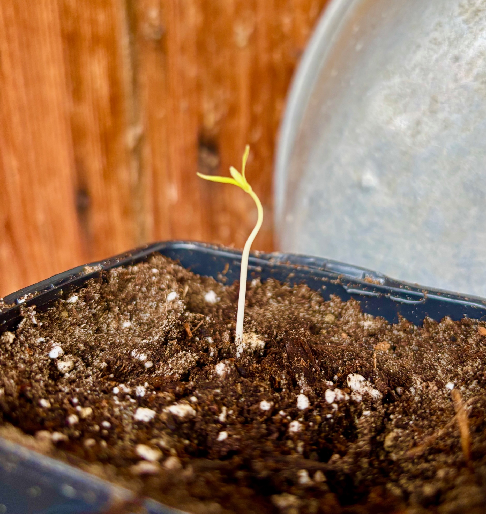Annona spraguei - Nonita - 1 small potted seedling / 1 kleiner getopfter Sämling