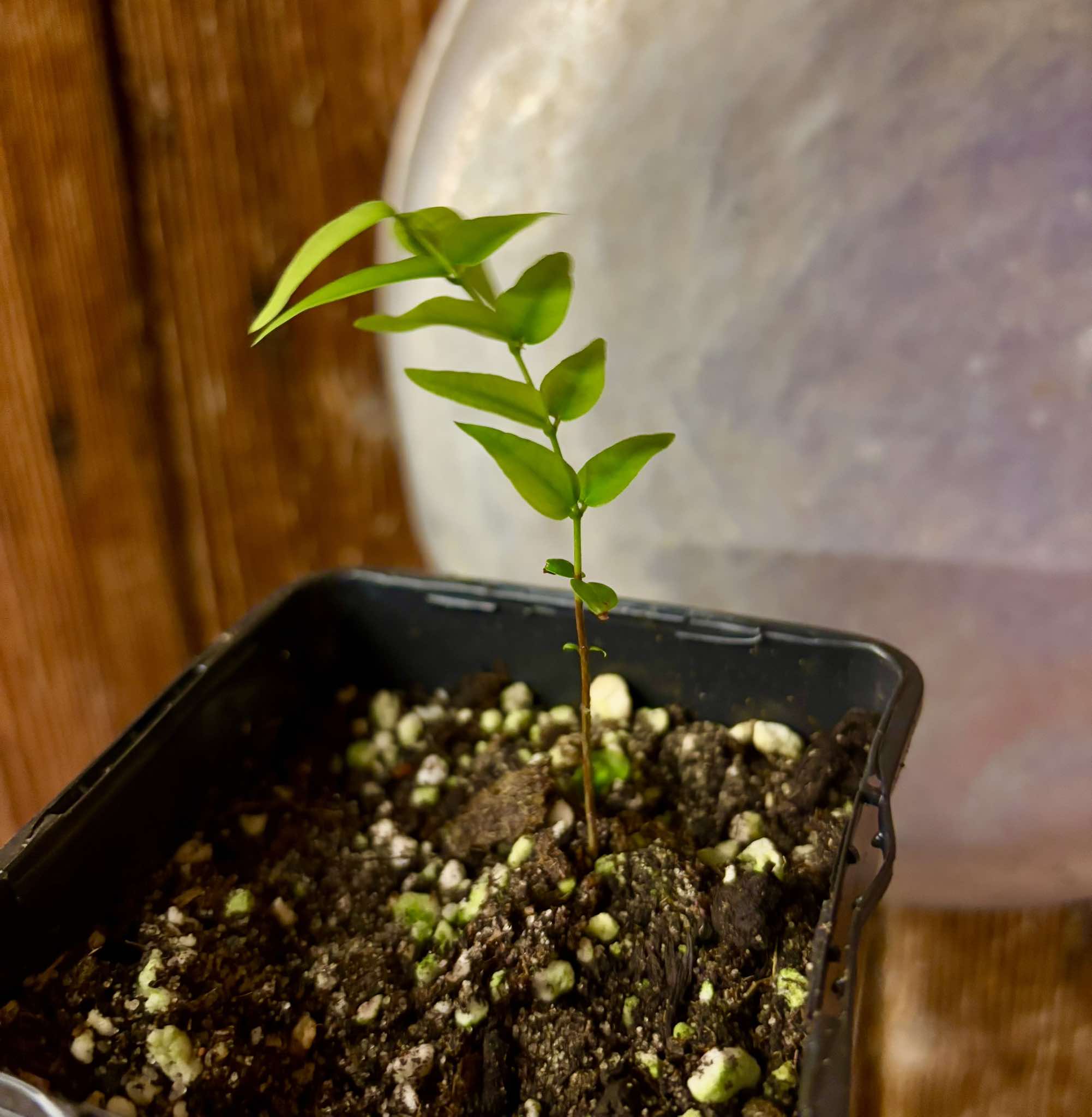 Abiuzinho - Micropholis venulosa  -  1 small potted seedling / 1 kleiner , getopfter Sämling