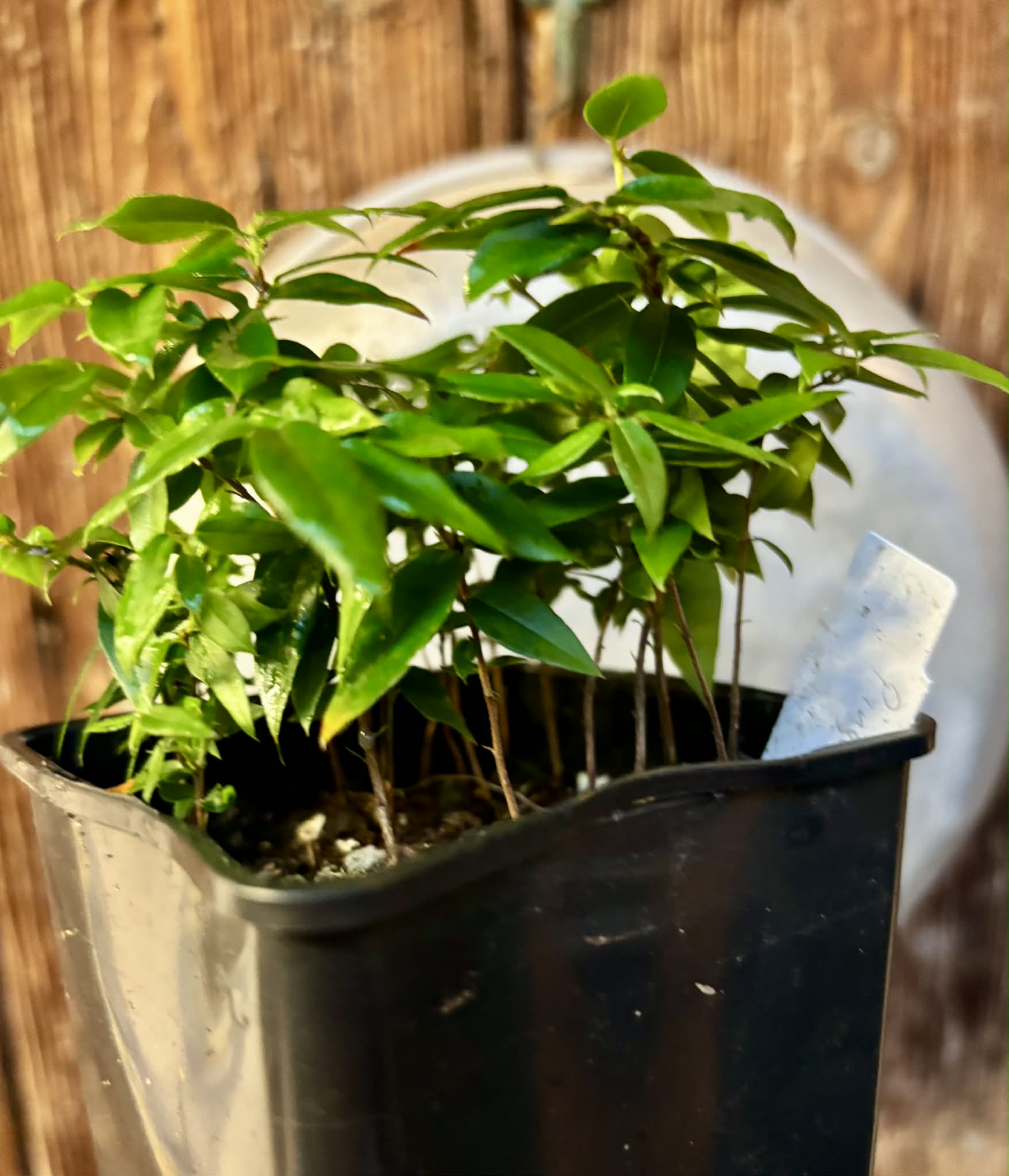 16 in 1 pot - Jaboticaba - Plinia sp Pingo de Mel (Vilela A3) -  1 potted seedling / 1  getopfter Sämling