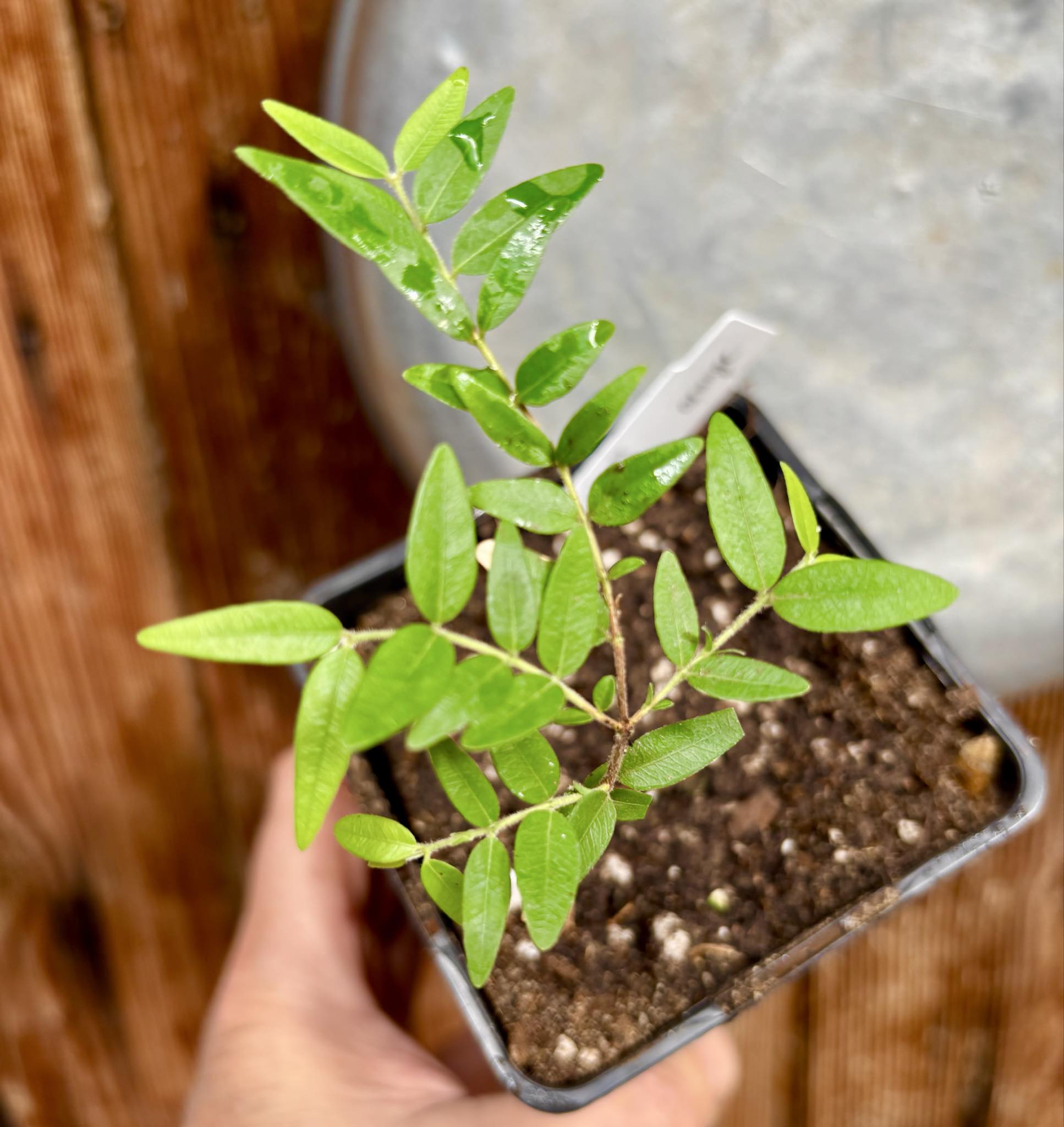 Myrciaria cuspidata ORANGE - 1 potted plant / 1 getopfte Pflanze