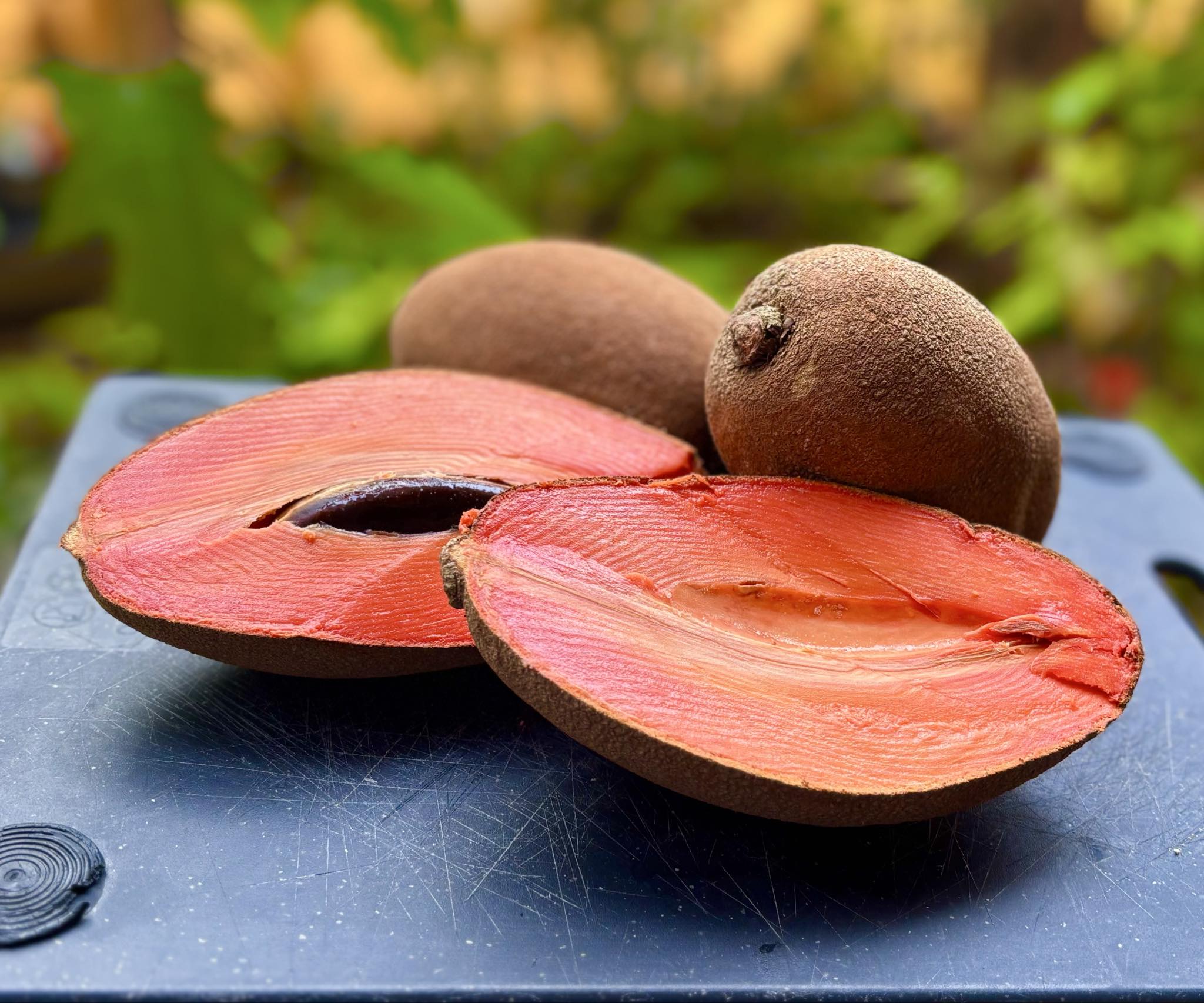 Pouteria sapota - Mamey Sapote - 1 fresh seed / 1 frischer Samen 