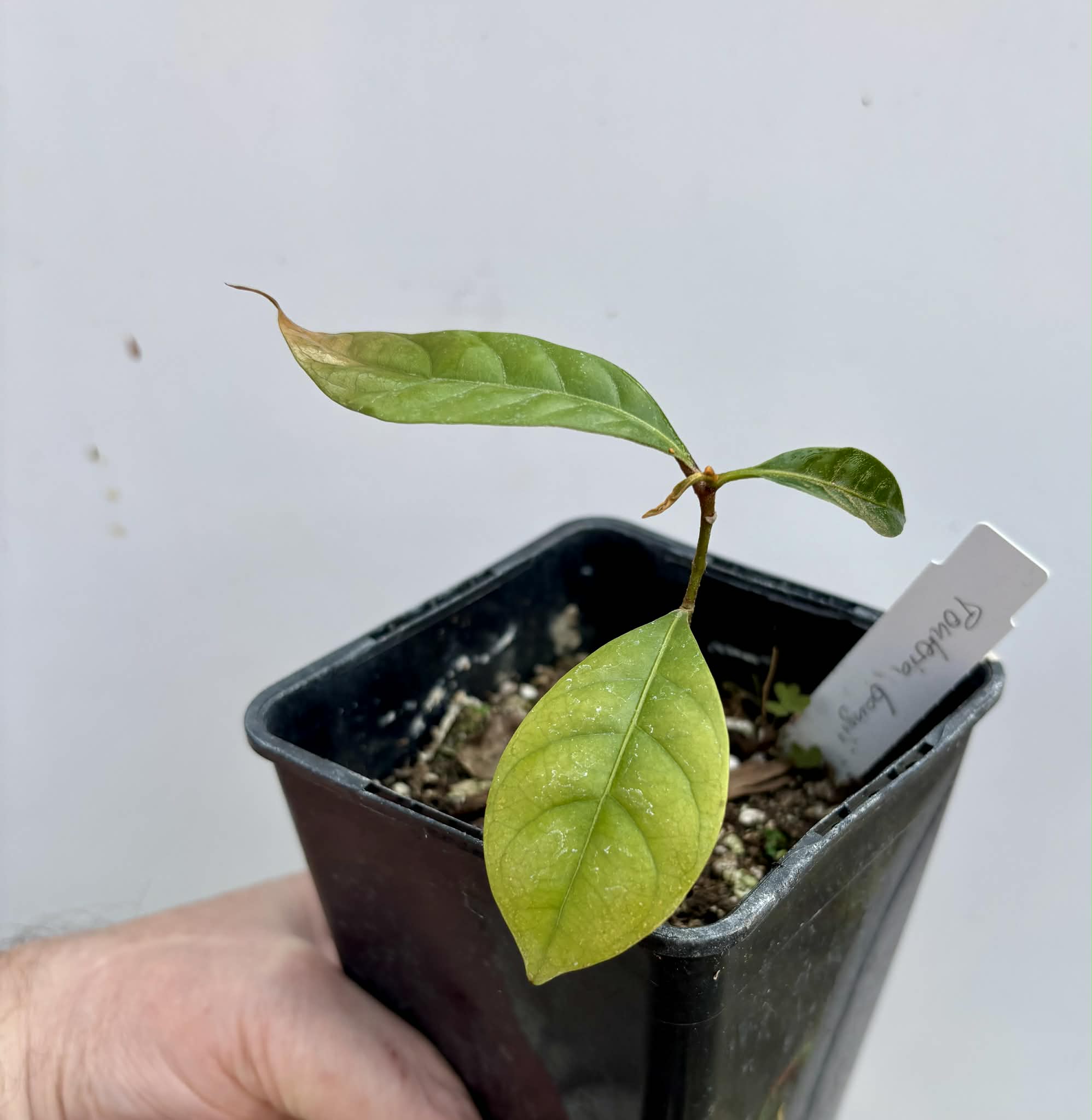 Pouteria bangii - 1 potted plant / 1 getopfte Pflanze