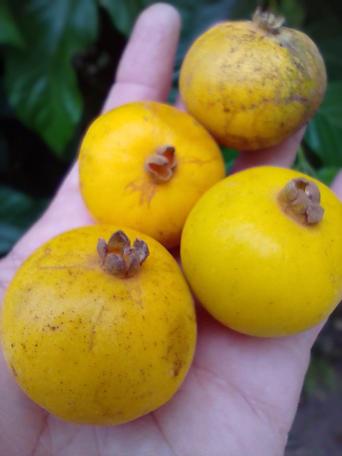 Campomanesia lineatifolia - Rare exotic plant - Seltene exotische Pflanze