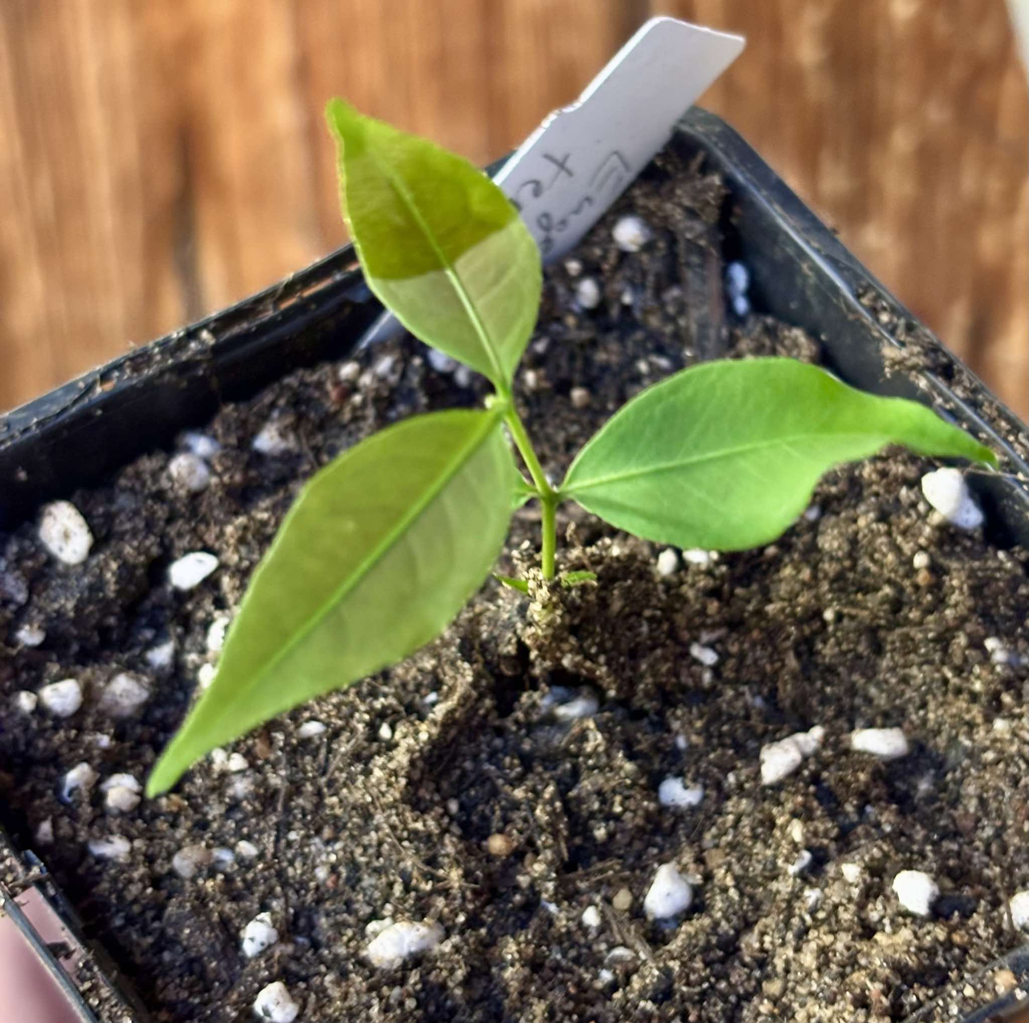 Uvaia maracuja (Eugenia ternatifolia) - 1 small potted seedling / 1 kleiner, getopfter Sämling
