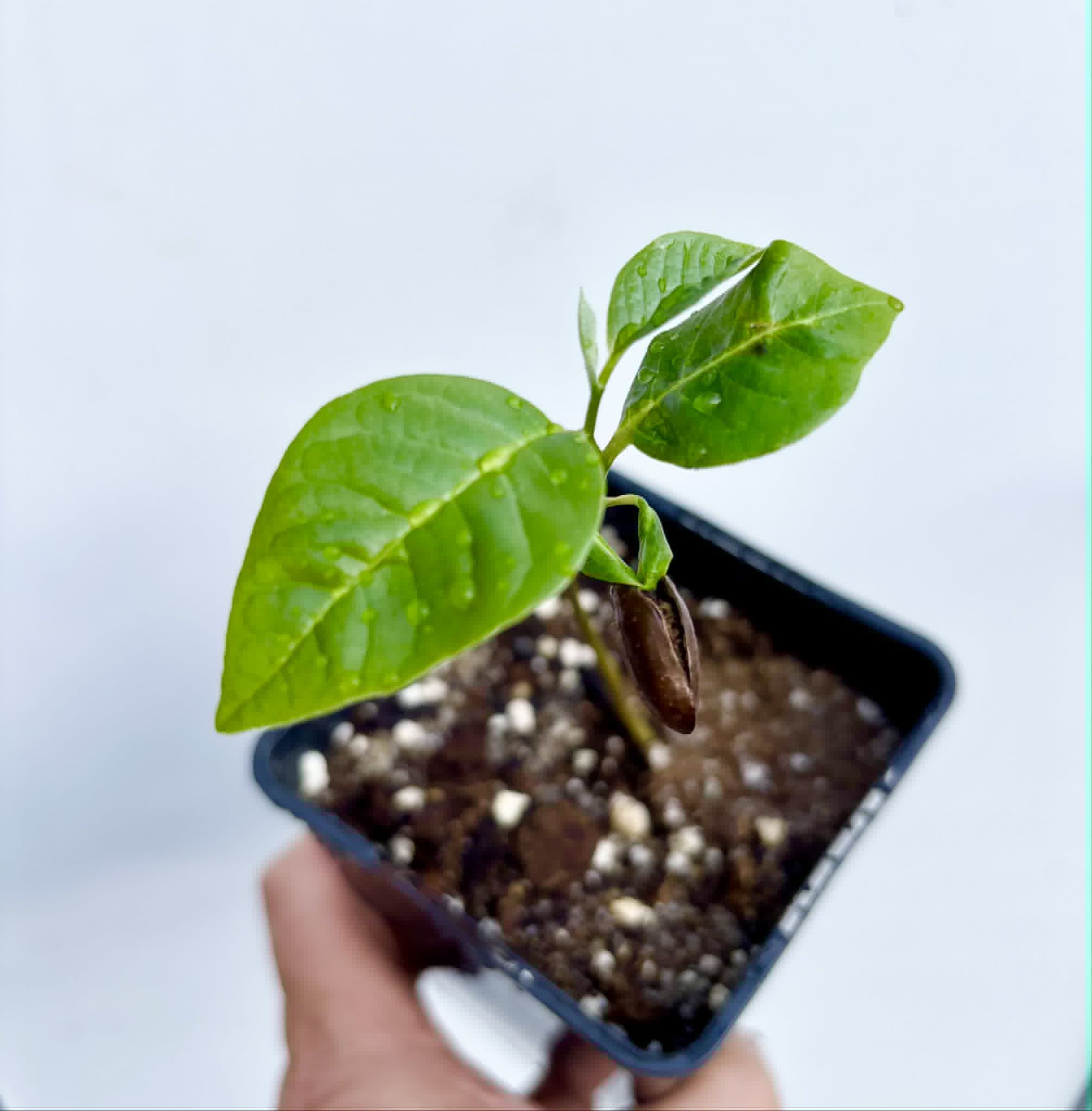 Annona reticulata var Orange- 1 potted seedling / 1 getopfter Sämling