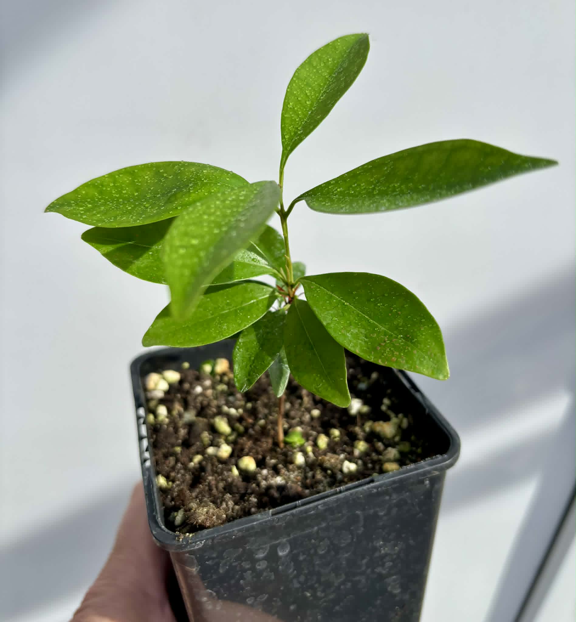 Eugenia sp Nova Rio Guari - 1 potted seedling / 1 getopfter Sämling
