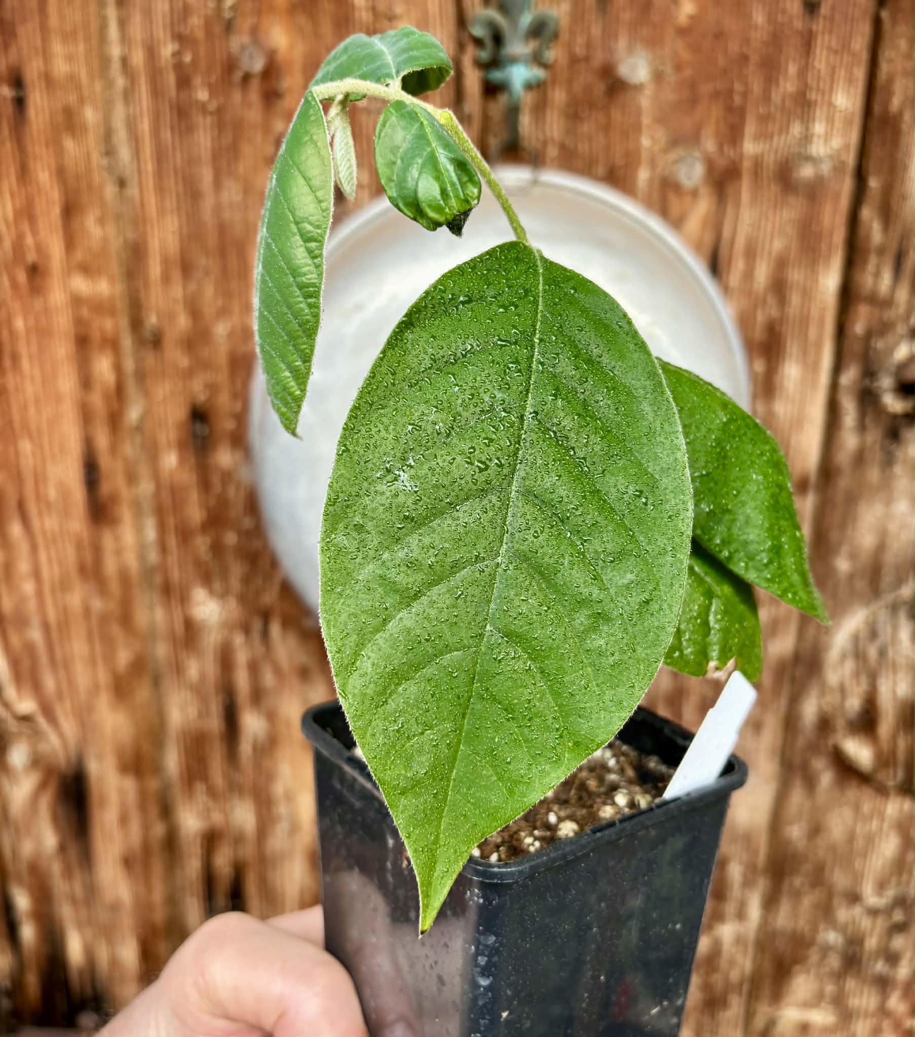 Annona sylvatica - 1 potted plant / 1 getopfte Pflanze