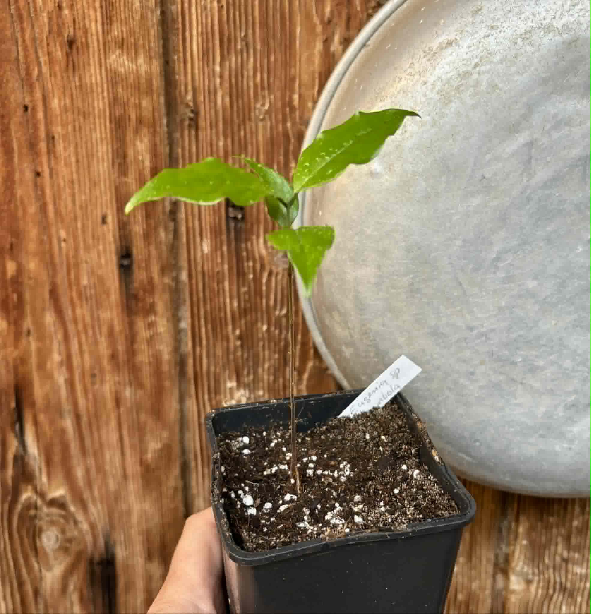 Eugenia sp Carambola - 1 potted seedling / 1 getopfter Sämling