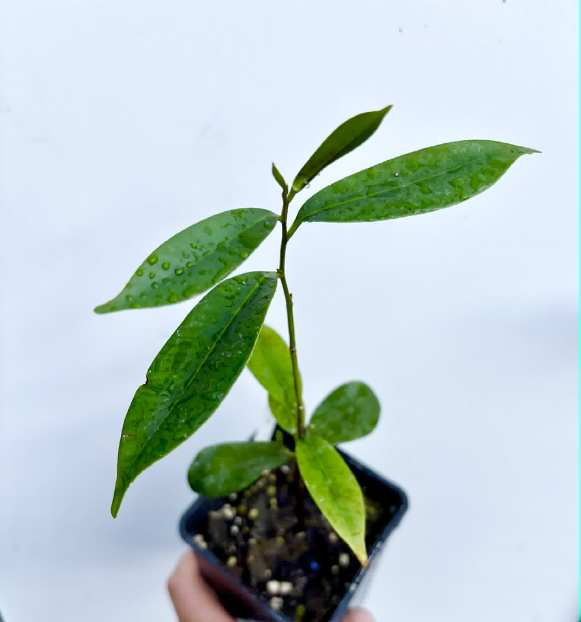 Diploon cuspidatum  -  1 potted seedling / 1 getopfter Sämling