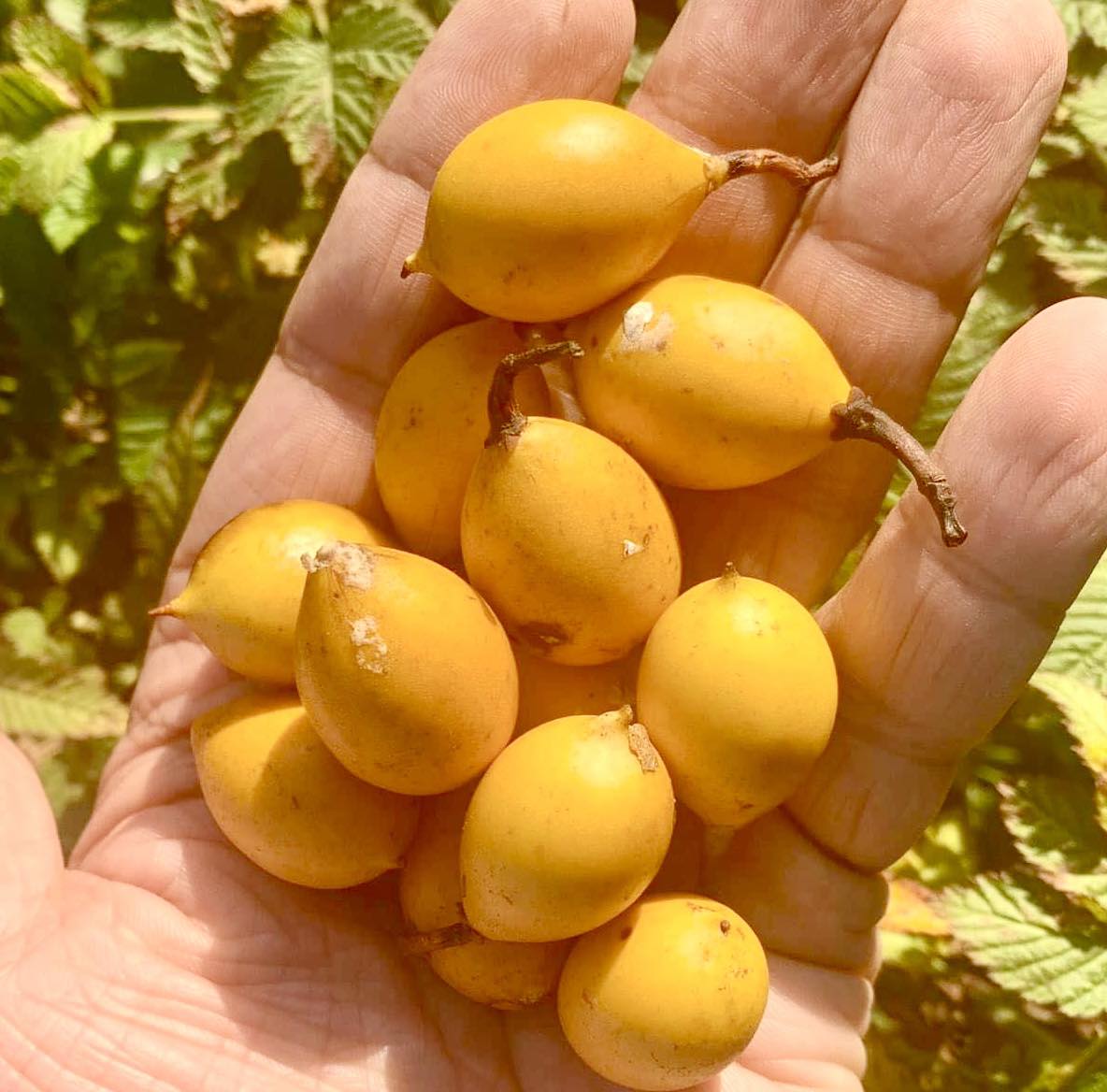 Leche-Miel Fruit (Lacmellea edulis) - 1 potted plant / 1 getopfte Pflanze