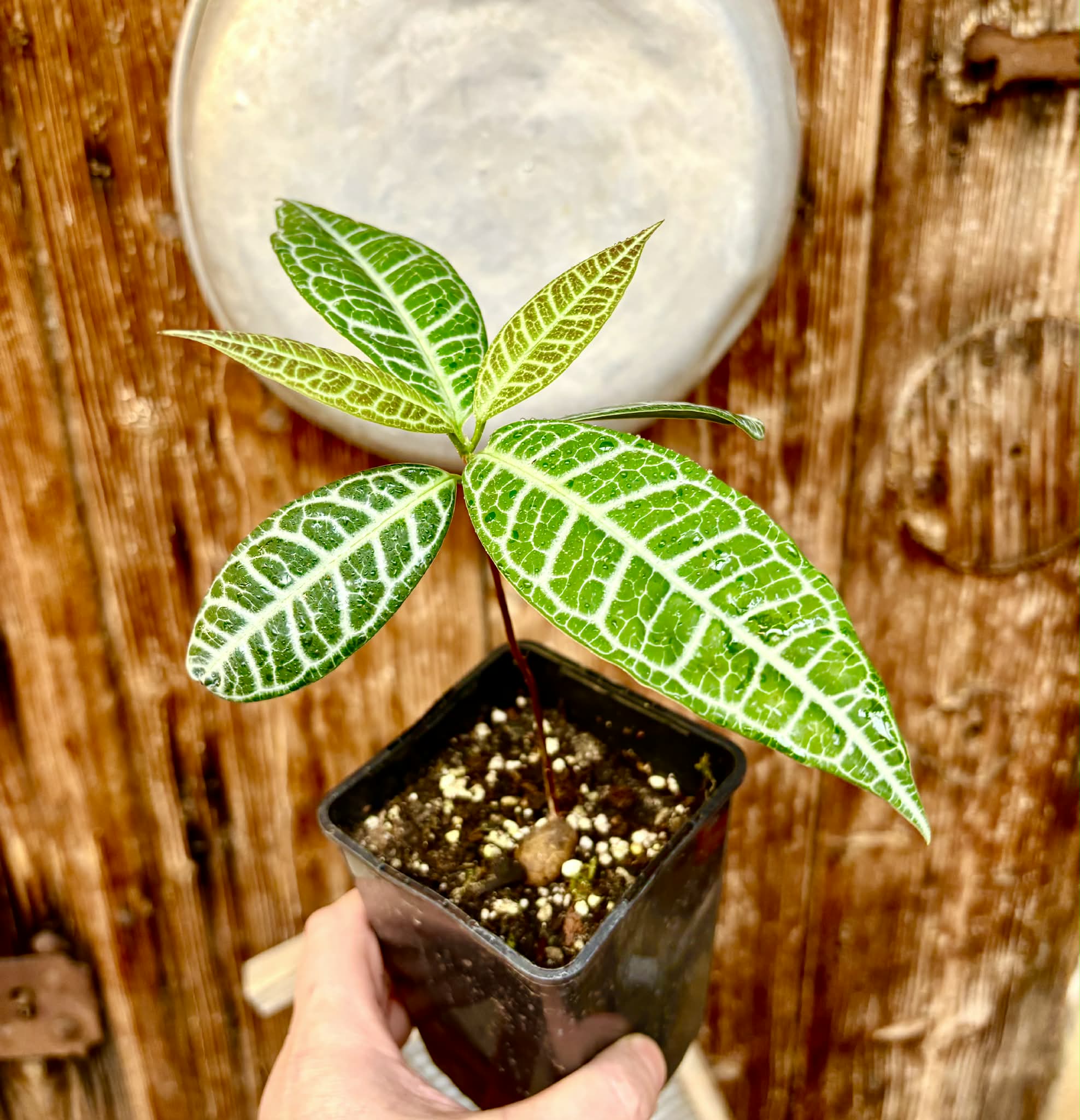 Eugenia sp Labisia -  1 potted plant / 1 getopfte Pflanze