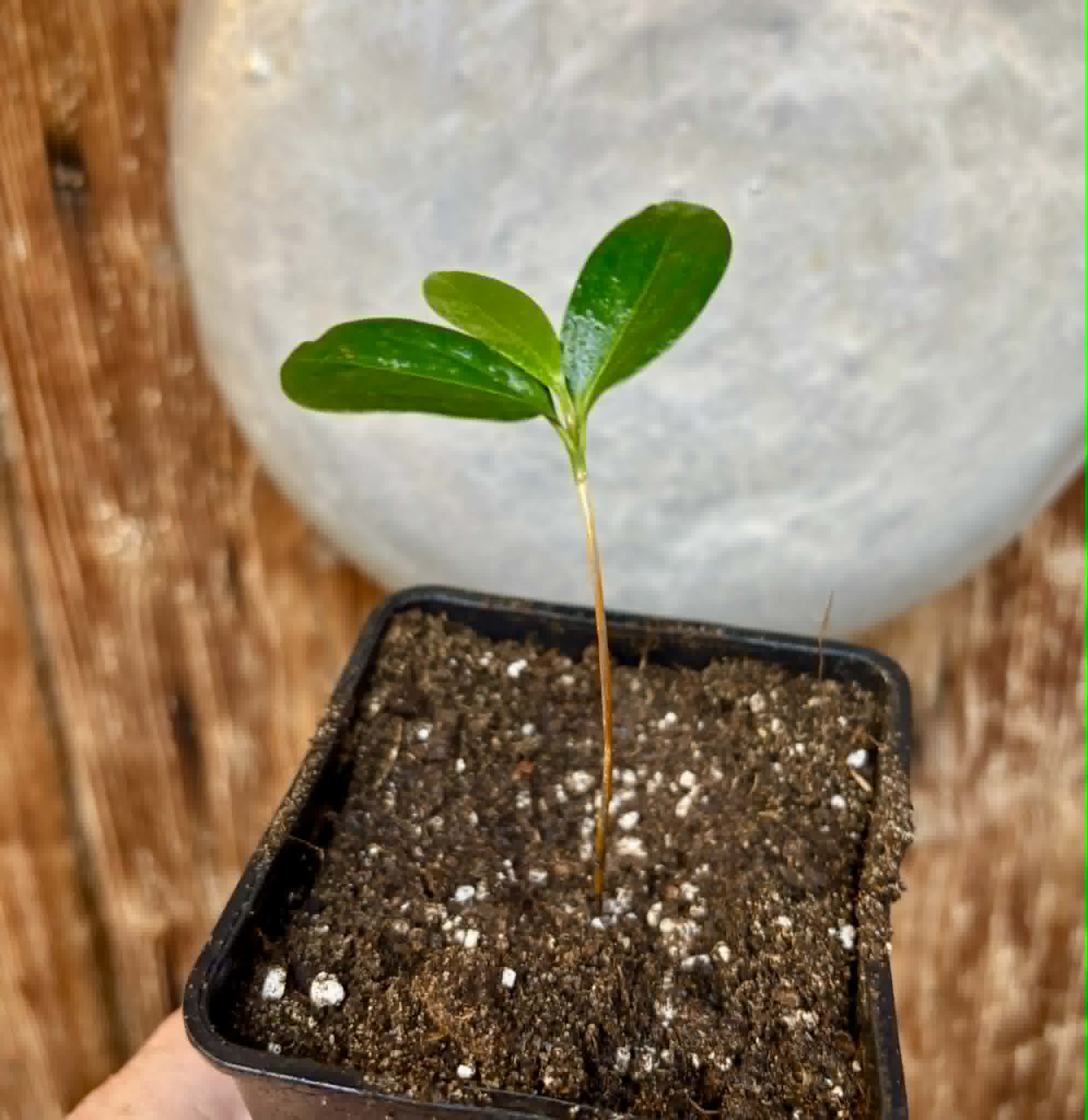 Aquai (Chrysophyllum gonocarpum var. BIG Itacare)  -  1 potted seedling / 1 getopfter Sämling