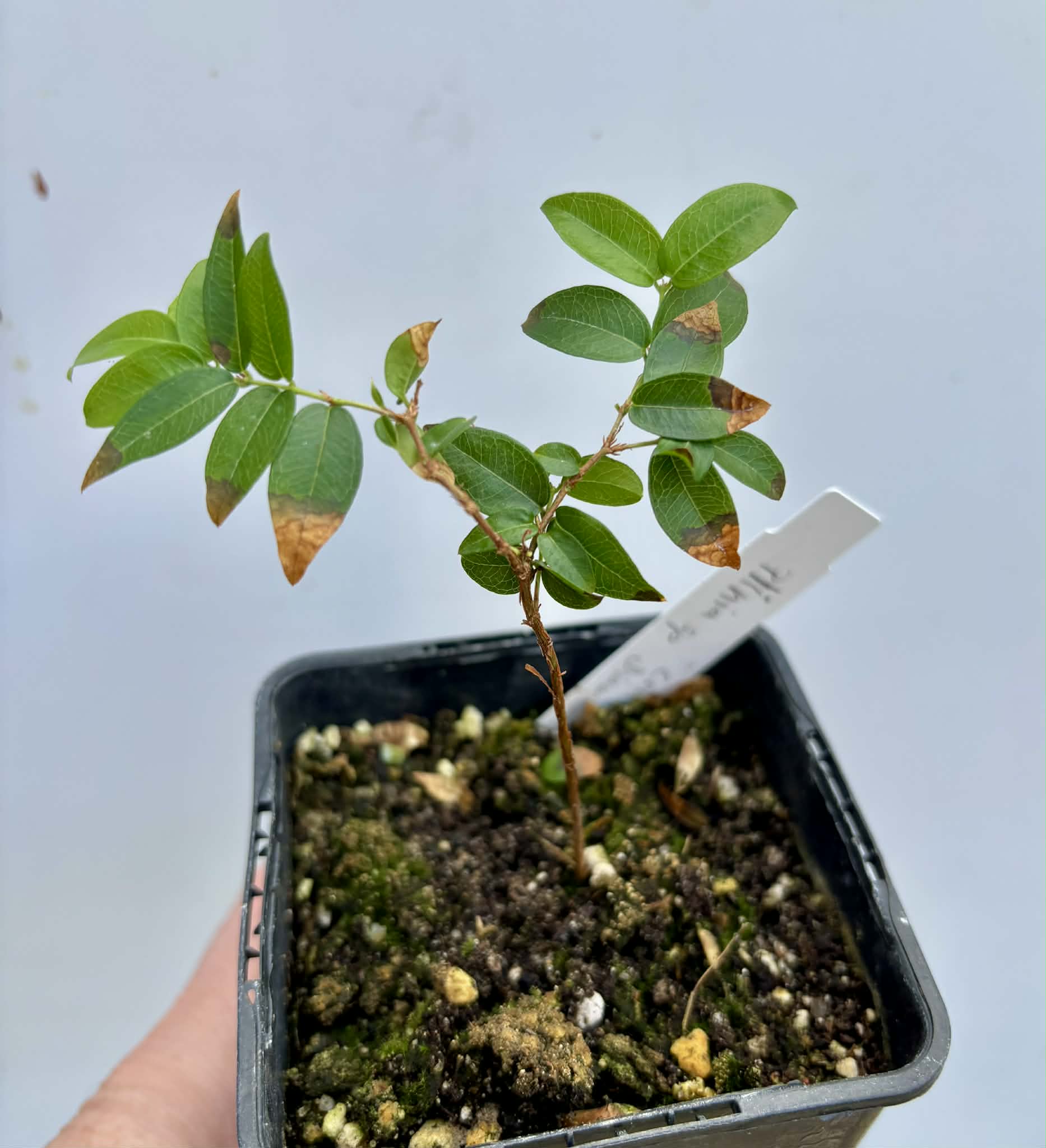 Plinia sp Cruz da Diamantina - 1 potted seedling / 1 getopfter Sämling