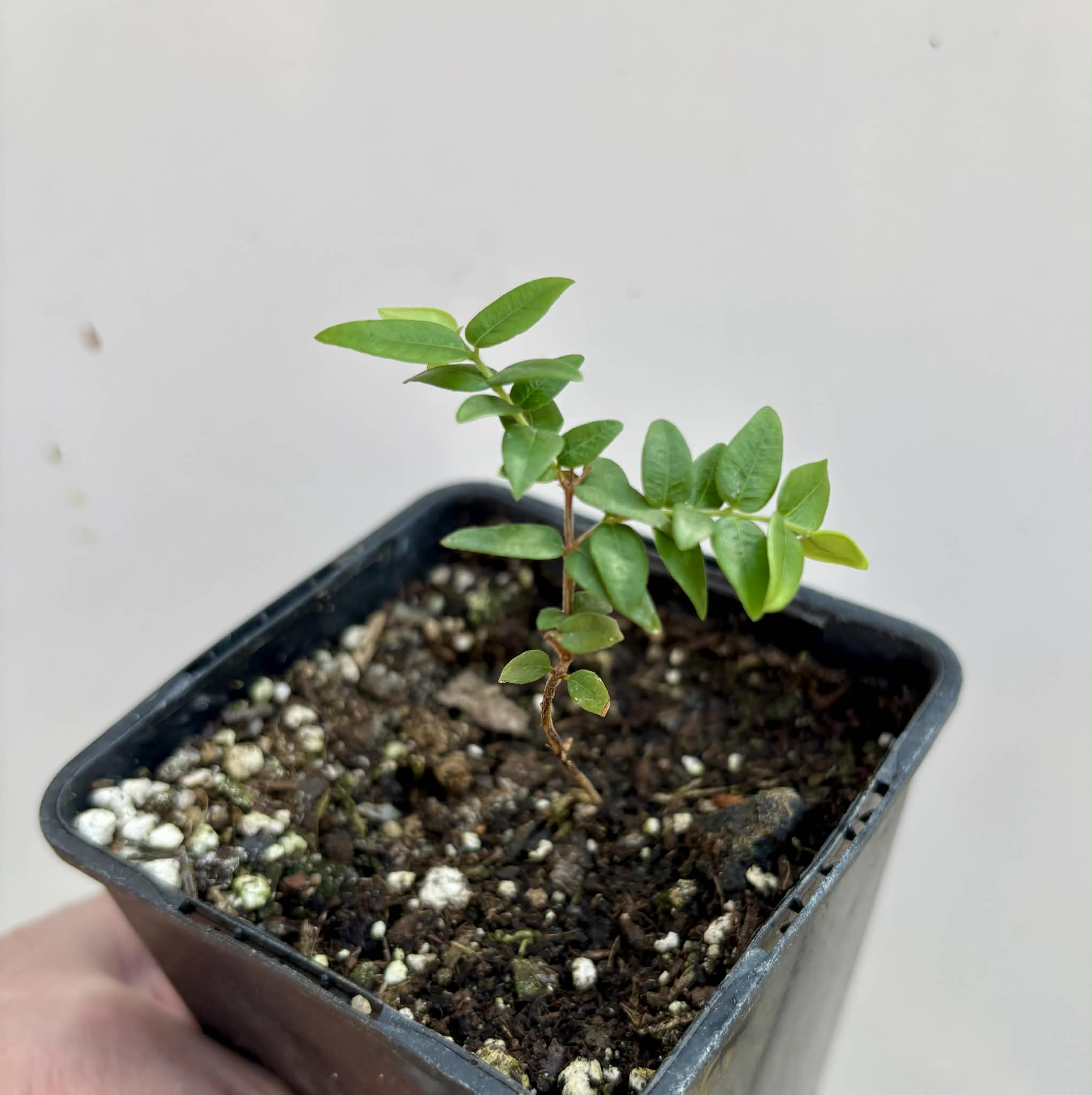 Myrciaria cuspidata BLACK - 1 potted seedling / 1 getopfter Sämling